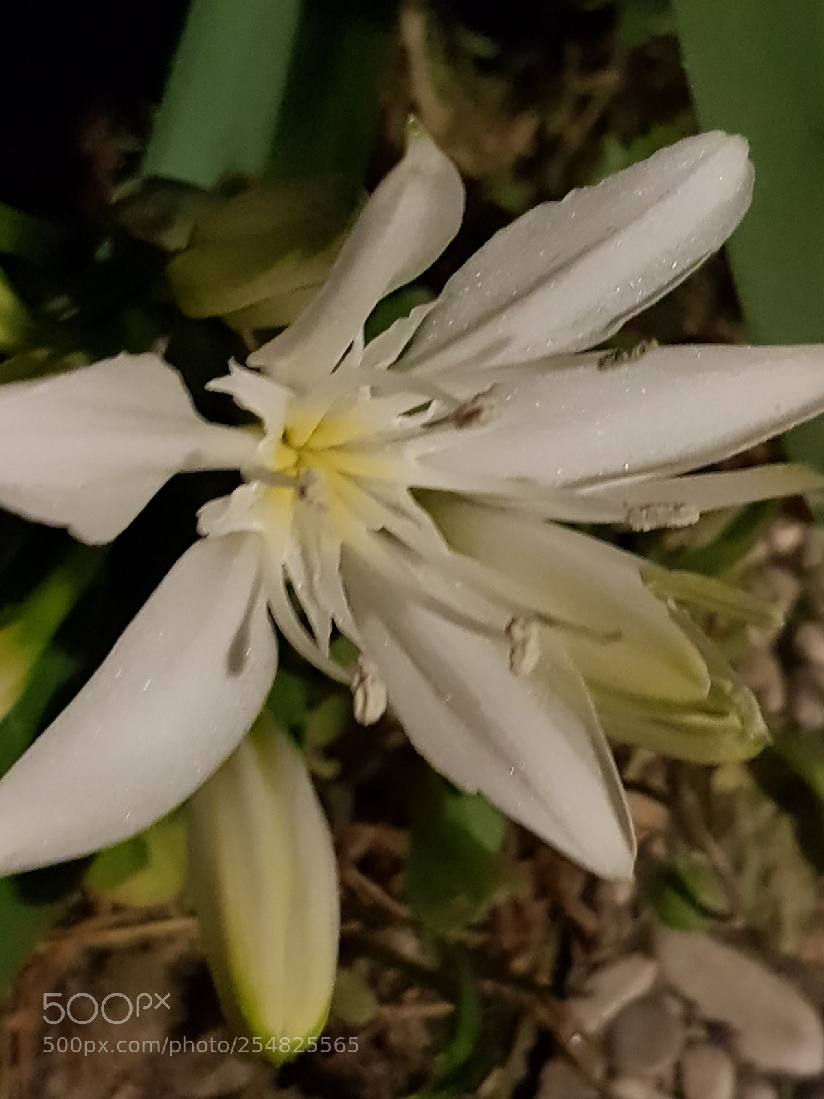 Samsung Galaxy S8 sample photo. Untitled photography