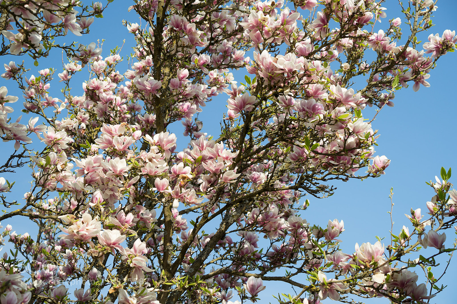 Sony a7 II sample photo. Magnolia photography