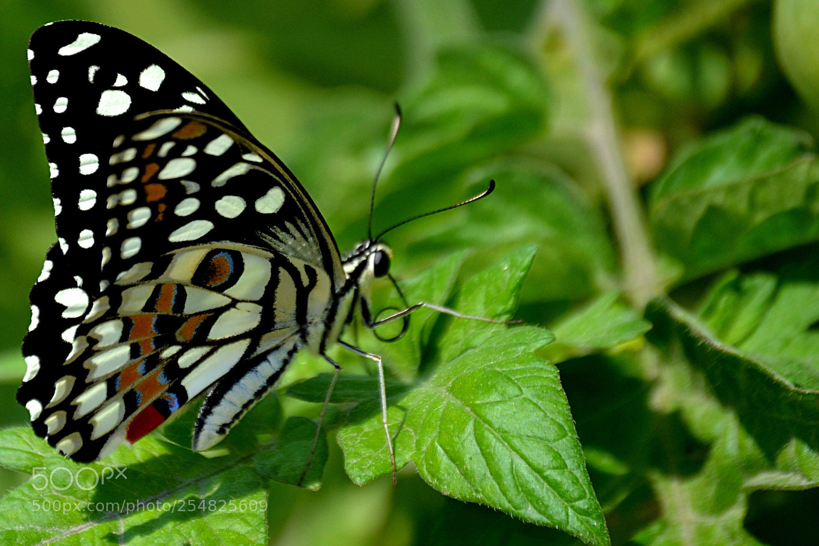 Nikon D3100 sample photo. Butterfly  photography