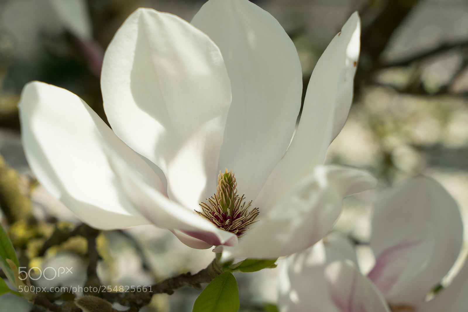 Sony a7 II sample photo. Magnolia photography