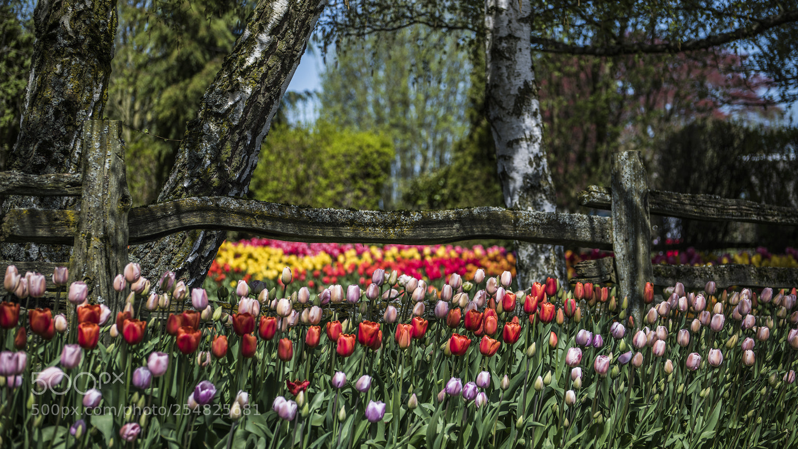 Nikon D850 sample photo. A walk through the photography