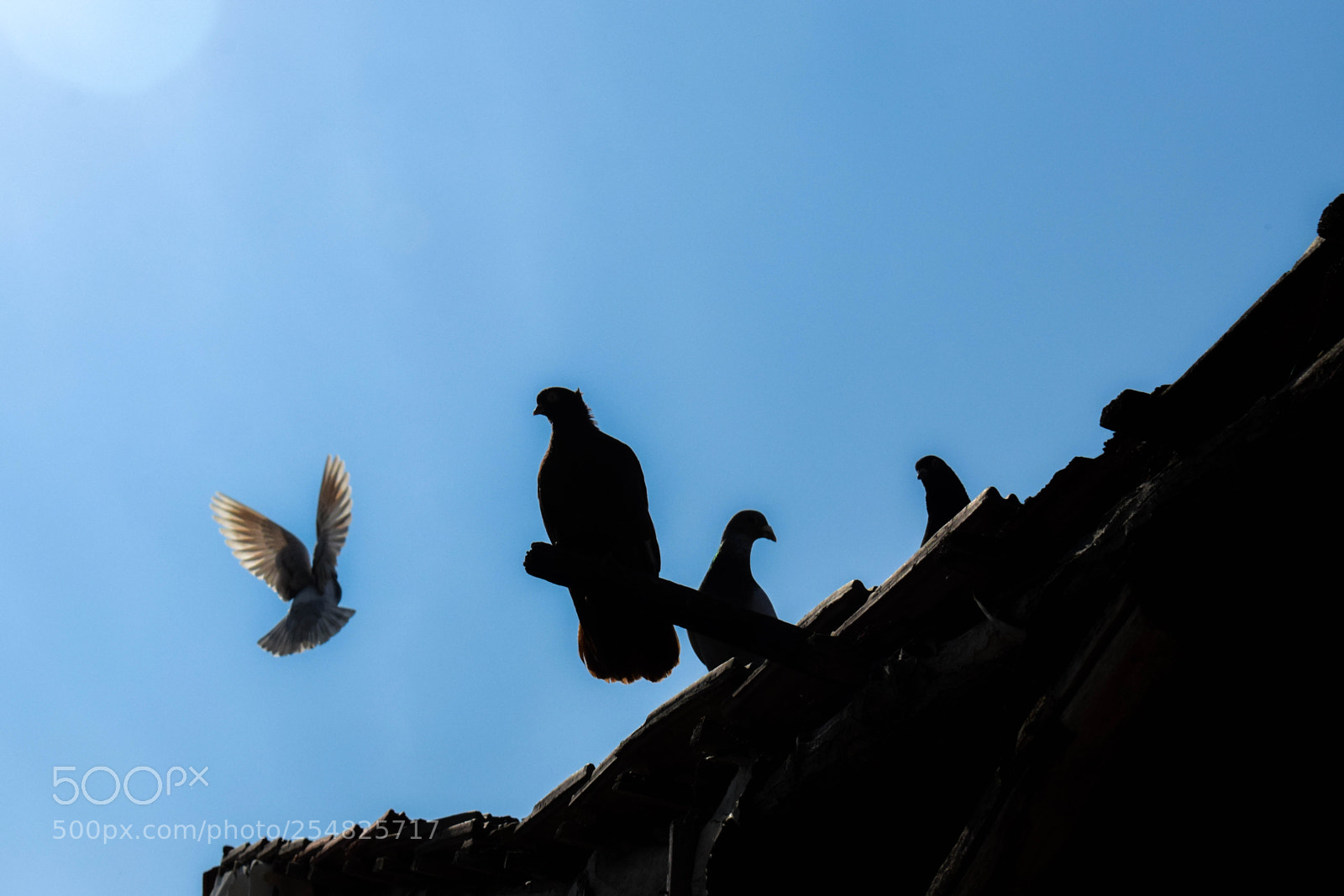 Nikon D3300 sample photo. Going to heaven photography