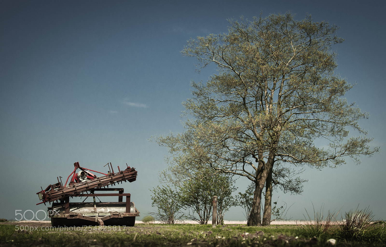 Nikon D5000 sample photo. Tree in field photography