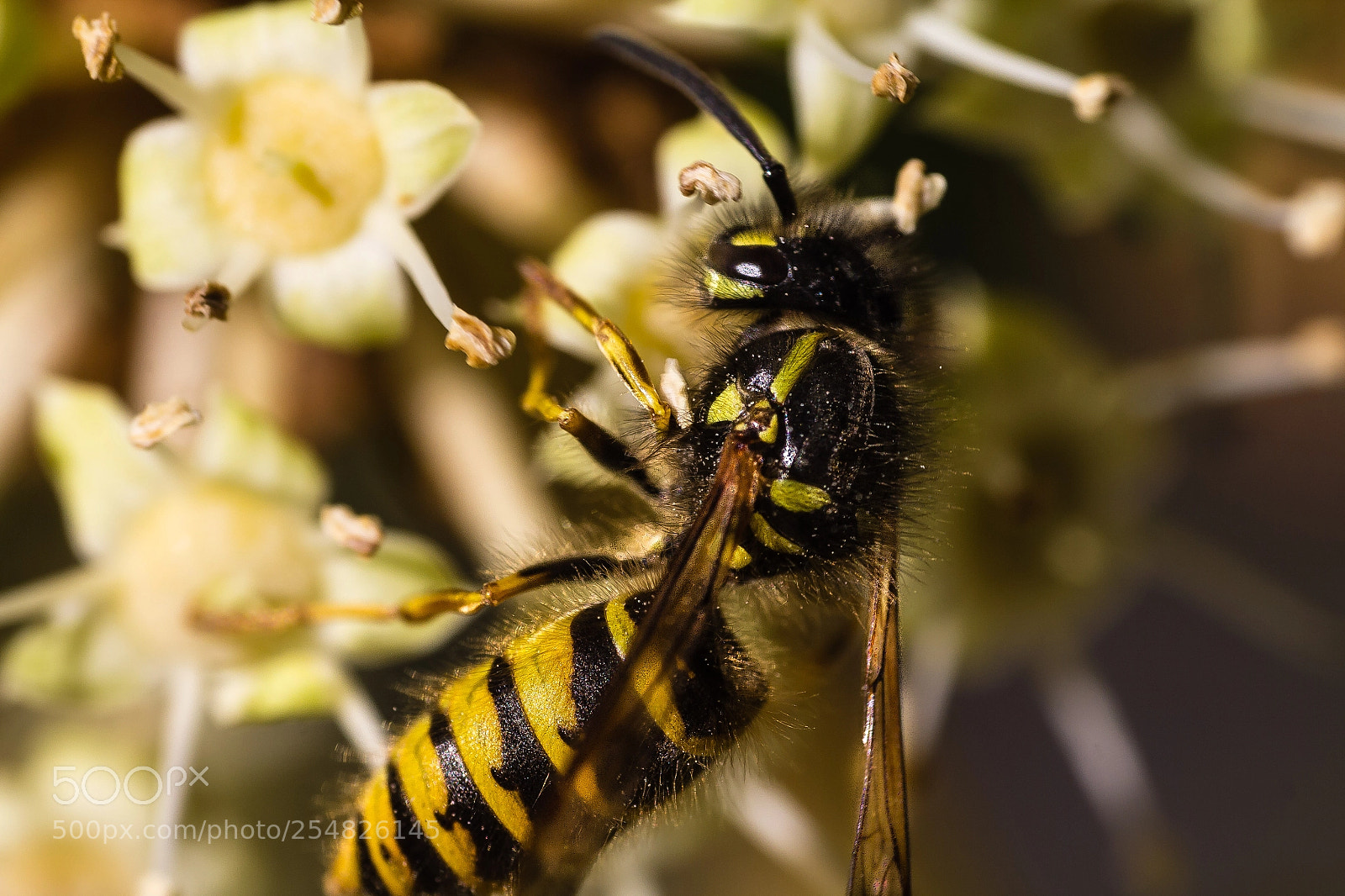 Canon EOS 60D sample photo. Wasp photography