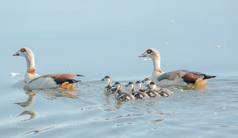Nikon D7100 sample photo. Ouette familly... photography