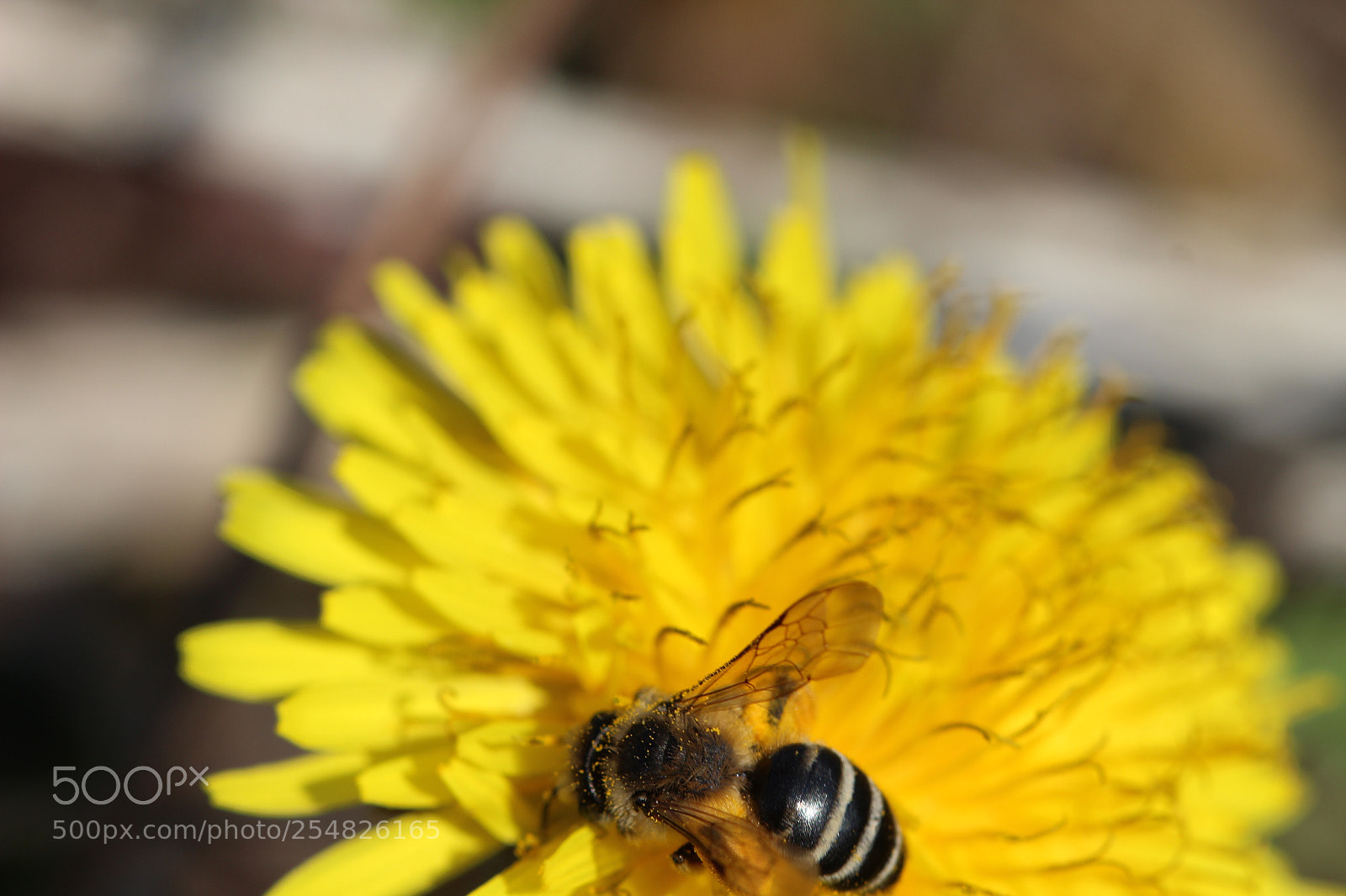Canon EOS 600D (Rebel EOS T3i / EOS Kiss X5) sample photo. Pollinated bee photography