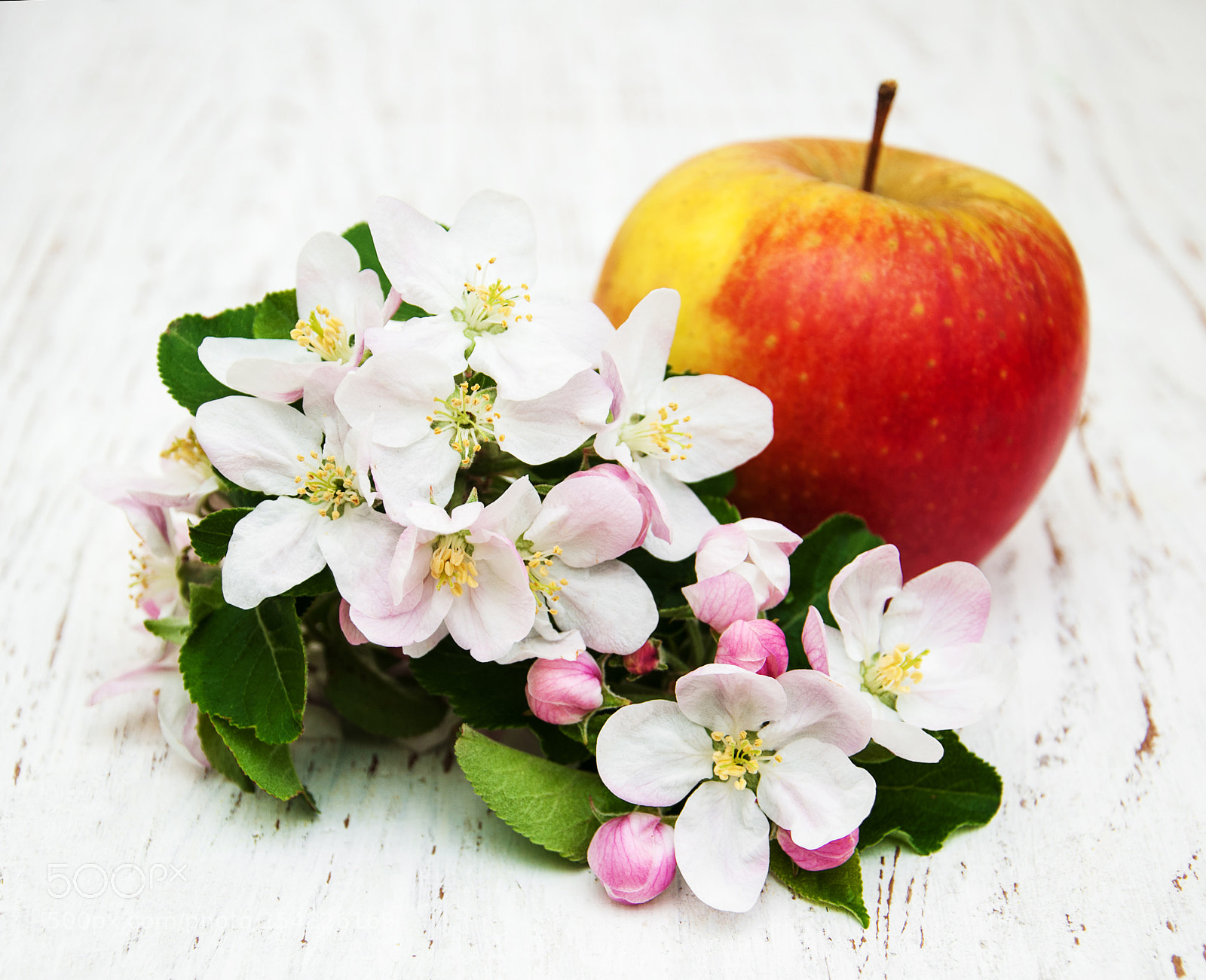 Nikon D90 sample photo. Apple and apple tree photography