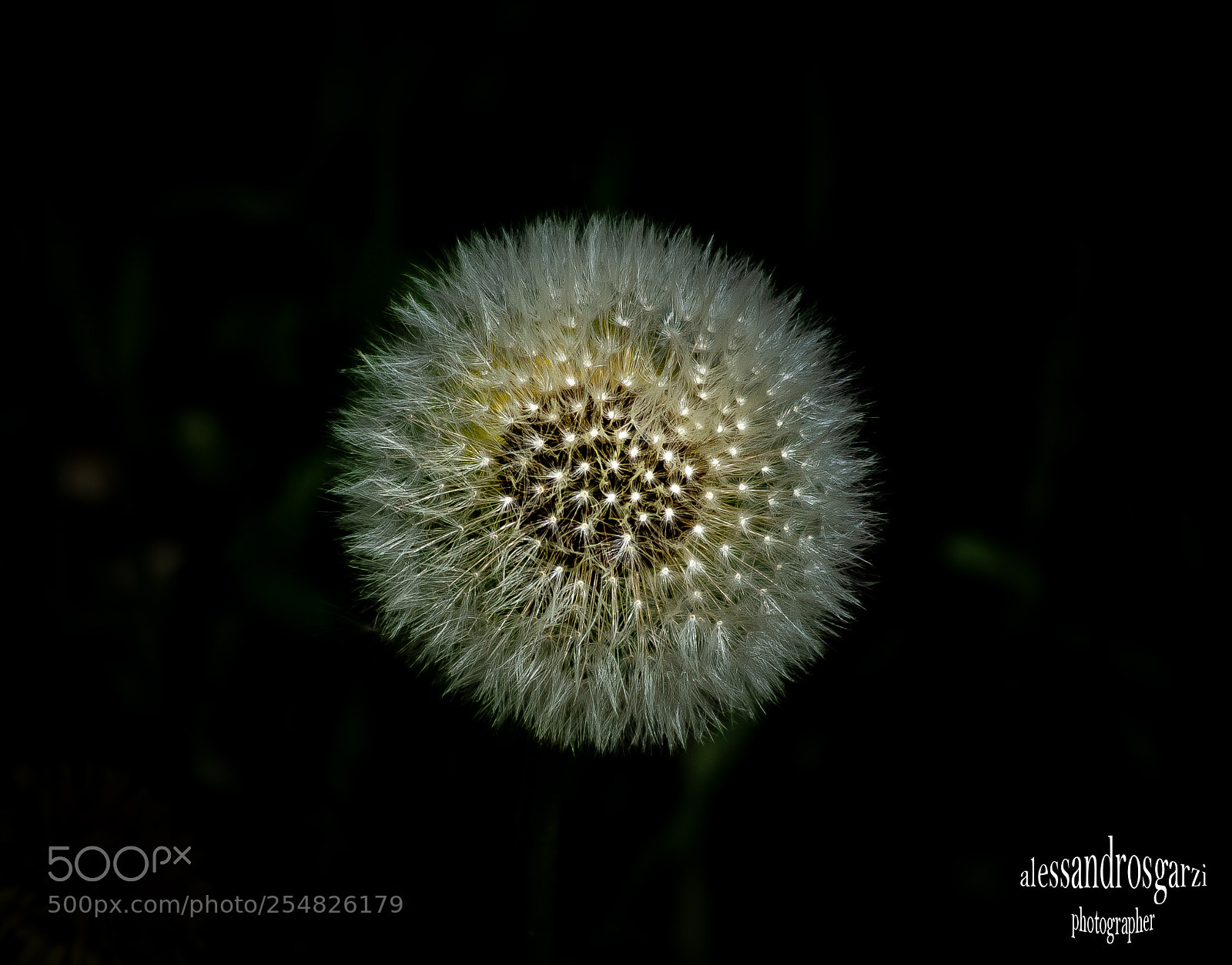 Nikon D5300 sample photo. Oasi photography