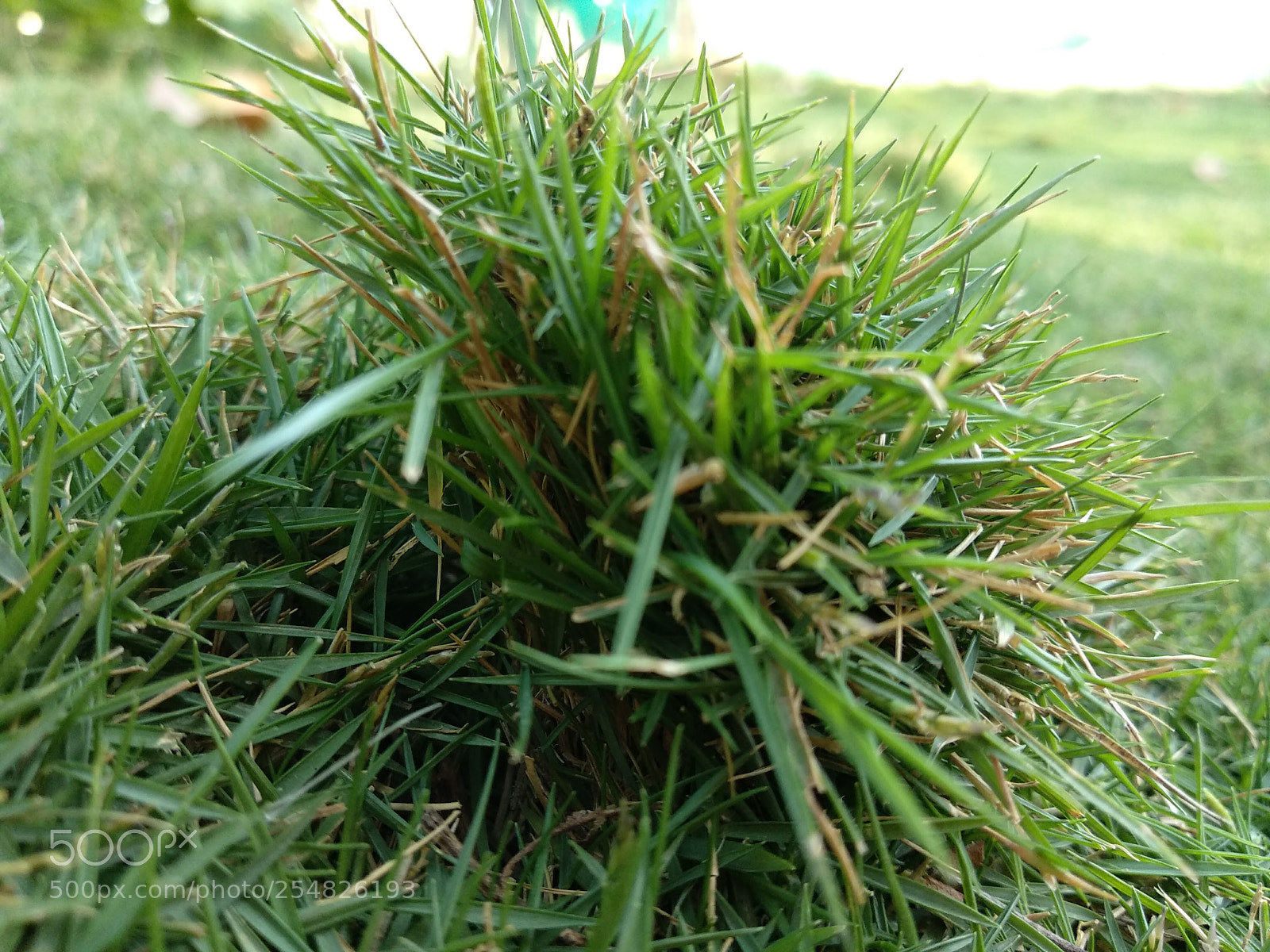 Xiaomi Mi A1 sample photo. Untitled photography