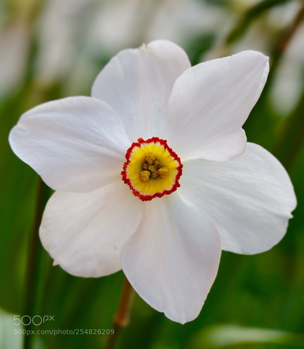 Canon EOS M50 (EOS Kiss M) sample photo. White daff photography