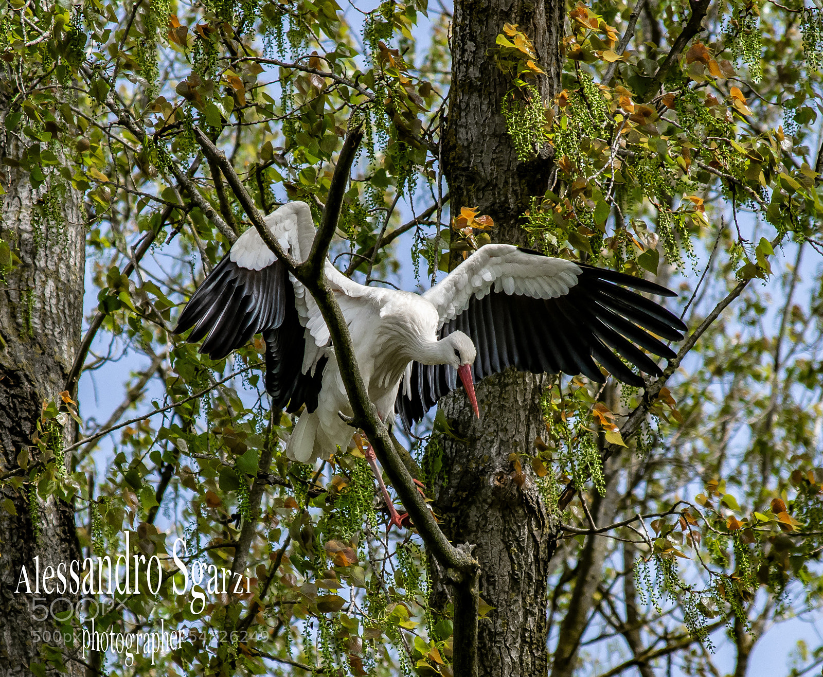 Nikon D5300 sample photo. Oasi photography