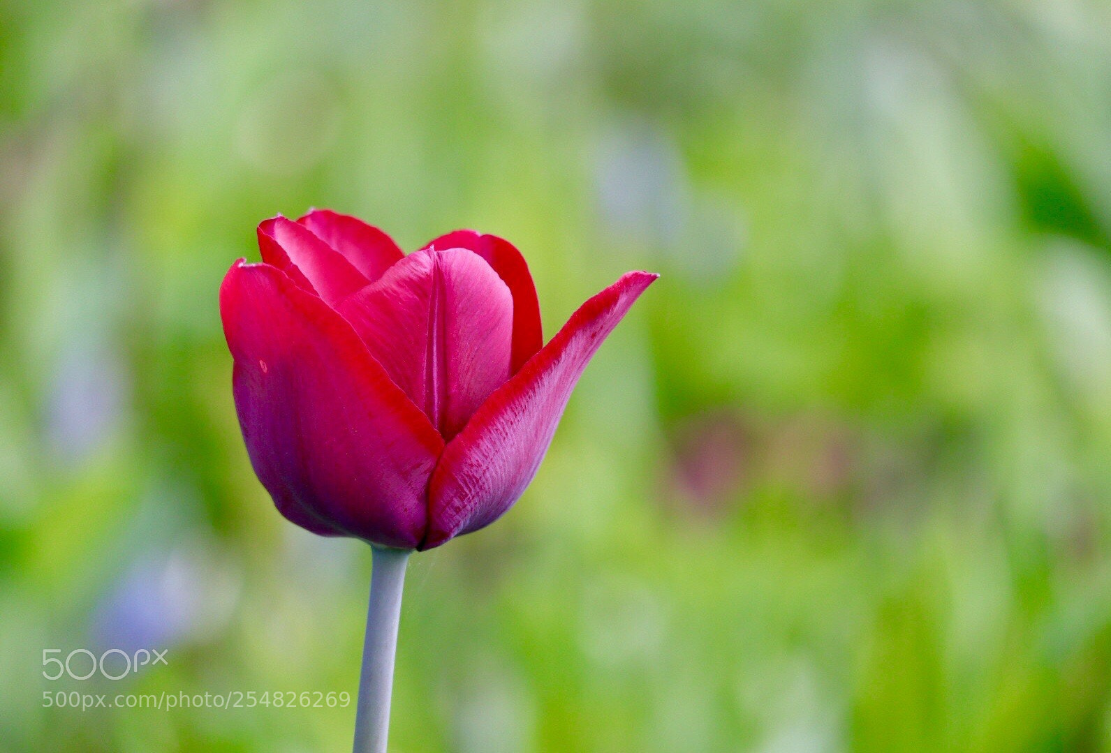 Canon EOS M50 (EOS Kiss M) sample photo. Purple photography