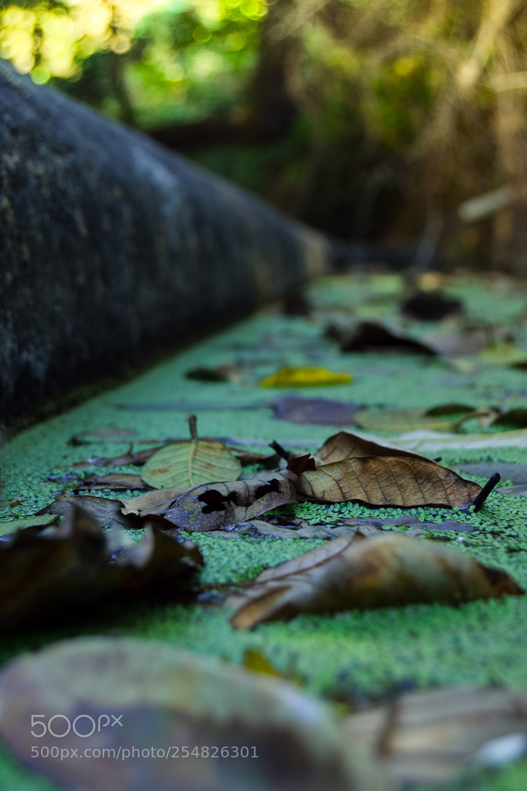 Nikon D3300 sample photo. Hojas sobre agua verde photography