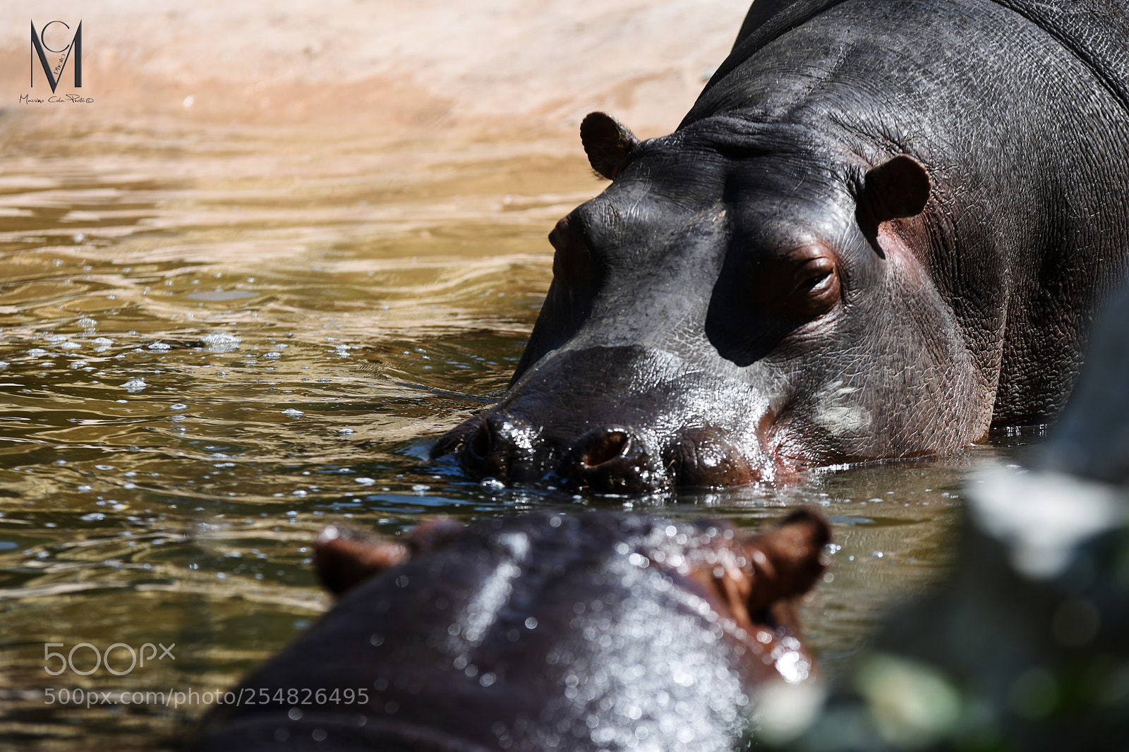 Nikon D7200 sample photo. Ippopotamo photography