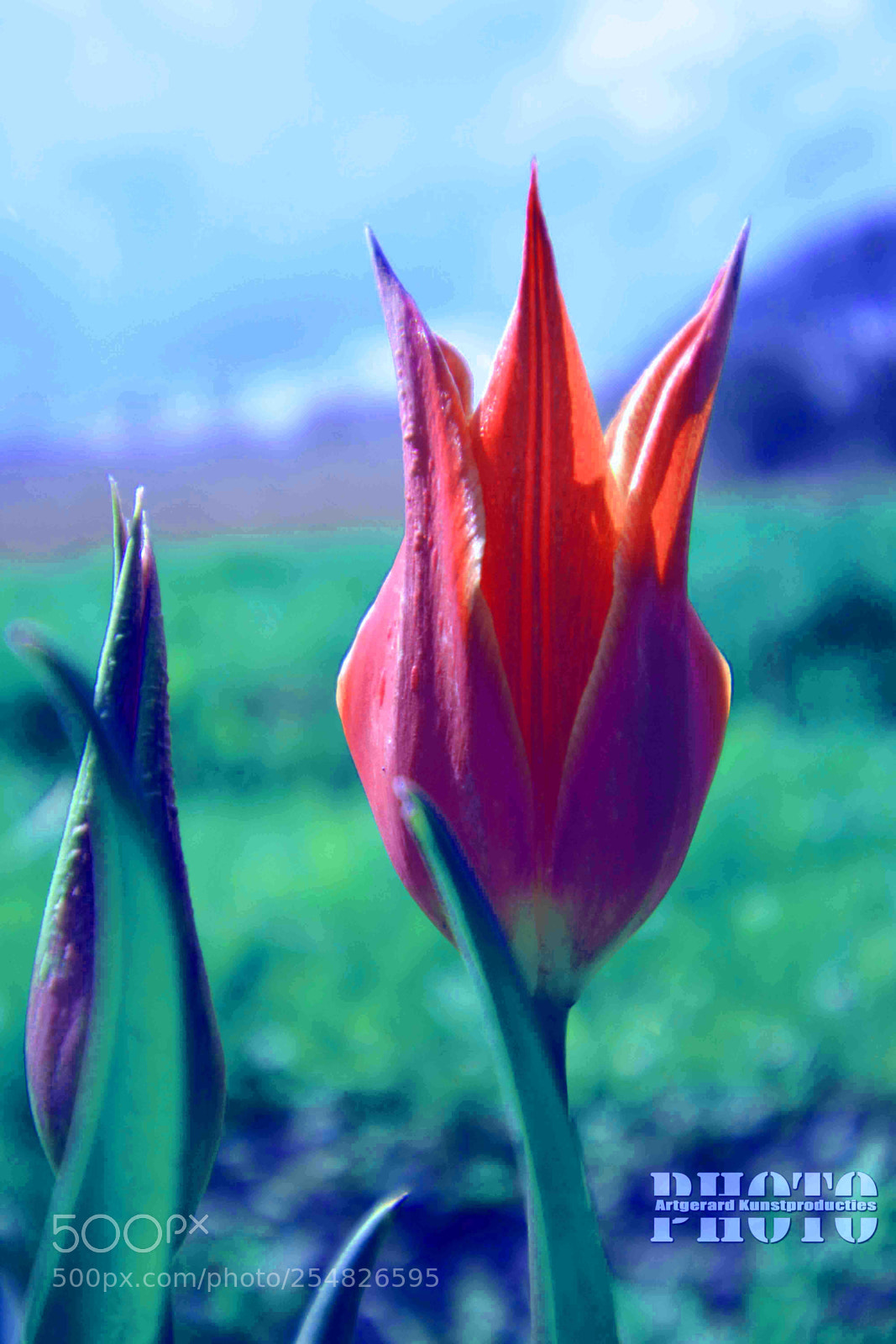 Nikon D5200 sample photo. Tulip iii photography