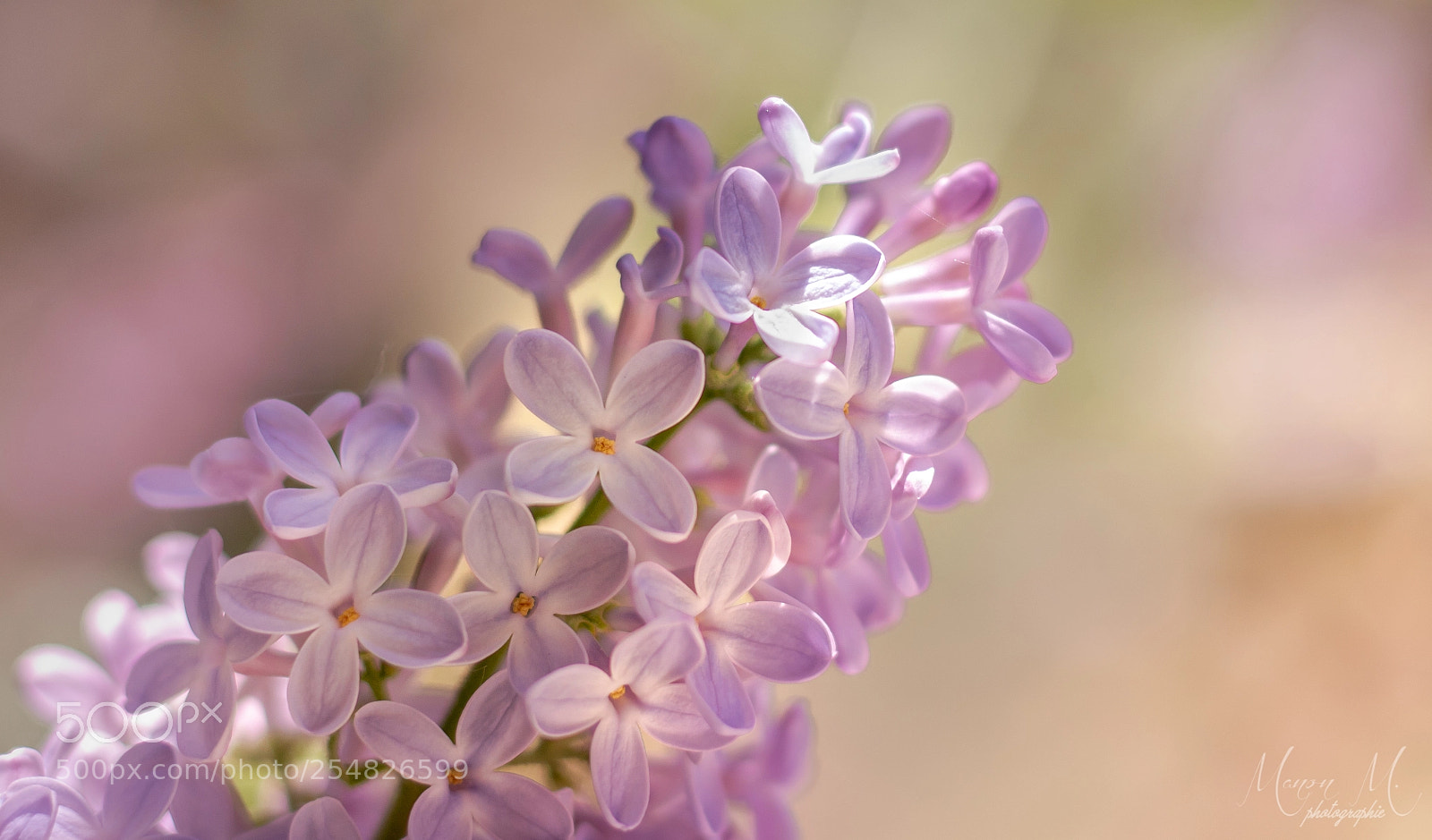 Canon EOS 750D (EOS Rebel T6i / EOS Kiss X8i) sample photo. Lilas photography