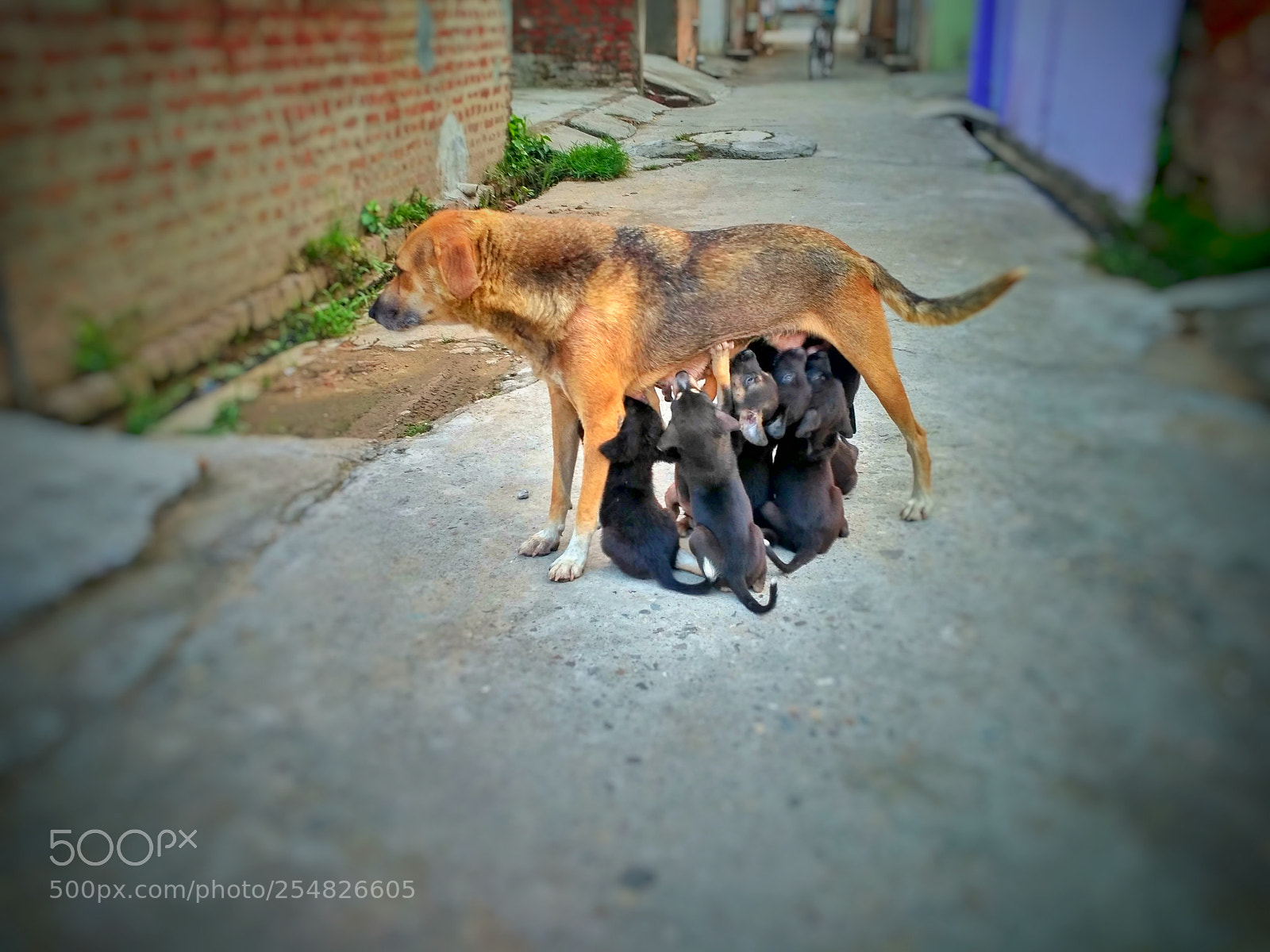 Xiaomi Redmi 3S sample photo. Street photography photography