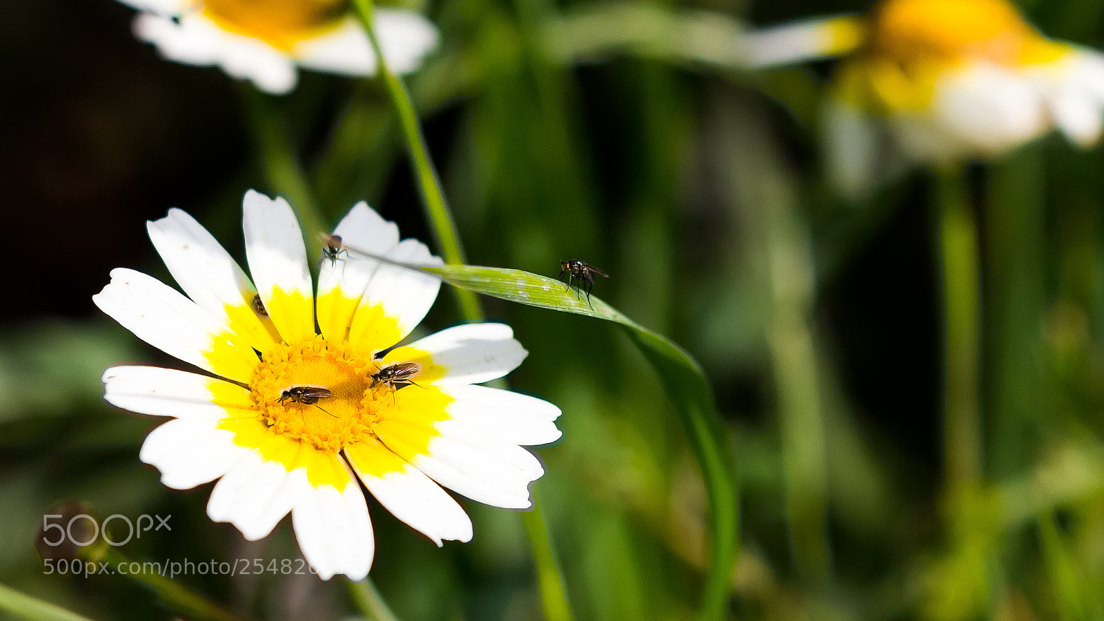 Canon EOS 60D sample photo. Untitled photography