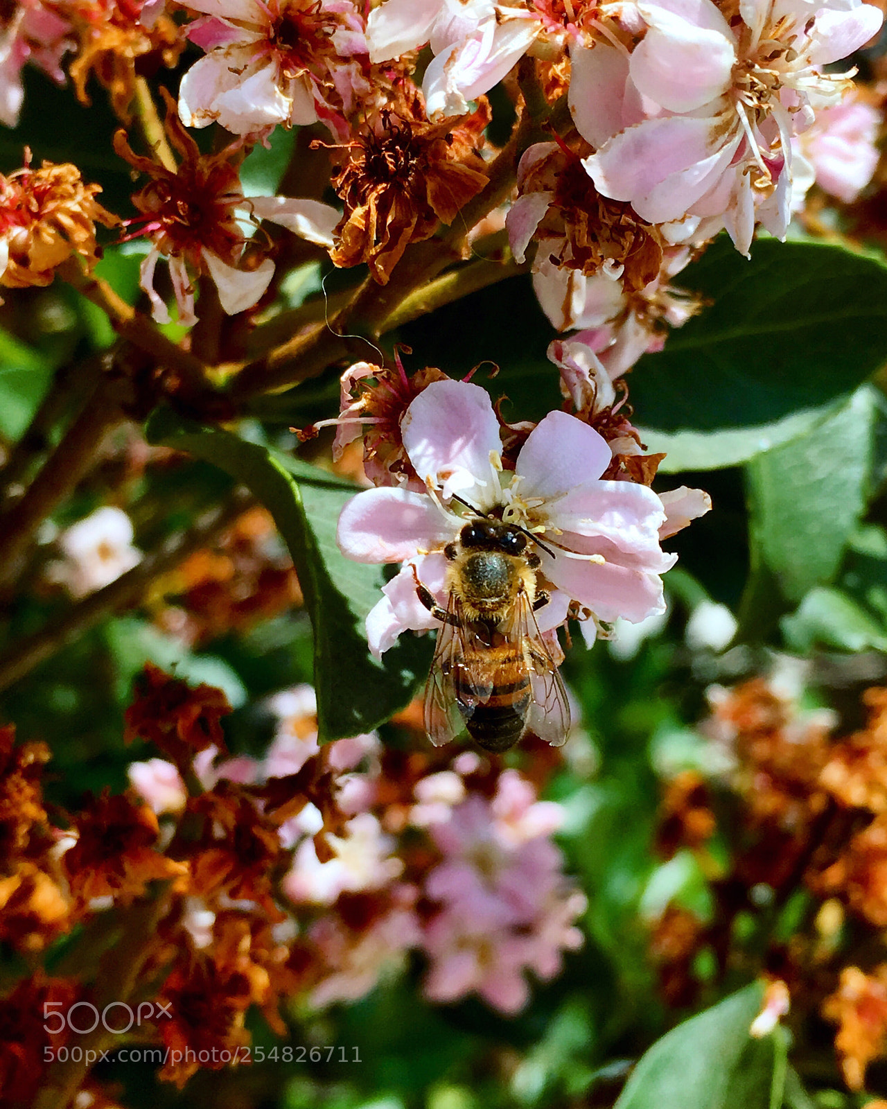 Apple iPhone 6s sample photo. Busy bee photography