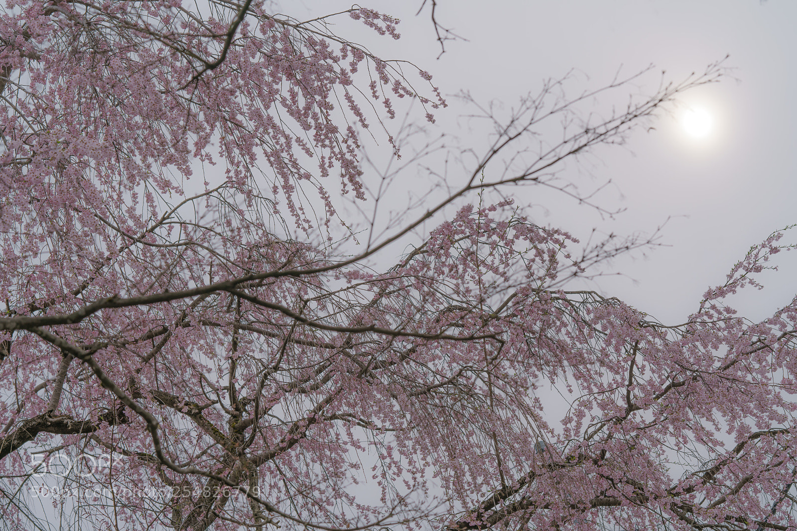 Sony a7R II sample photo. Weeping cherry tree and photography