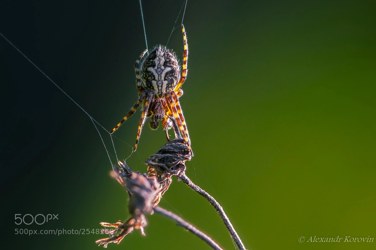 Nikon D610 sample photo. ... photography