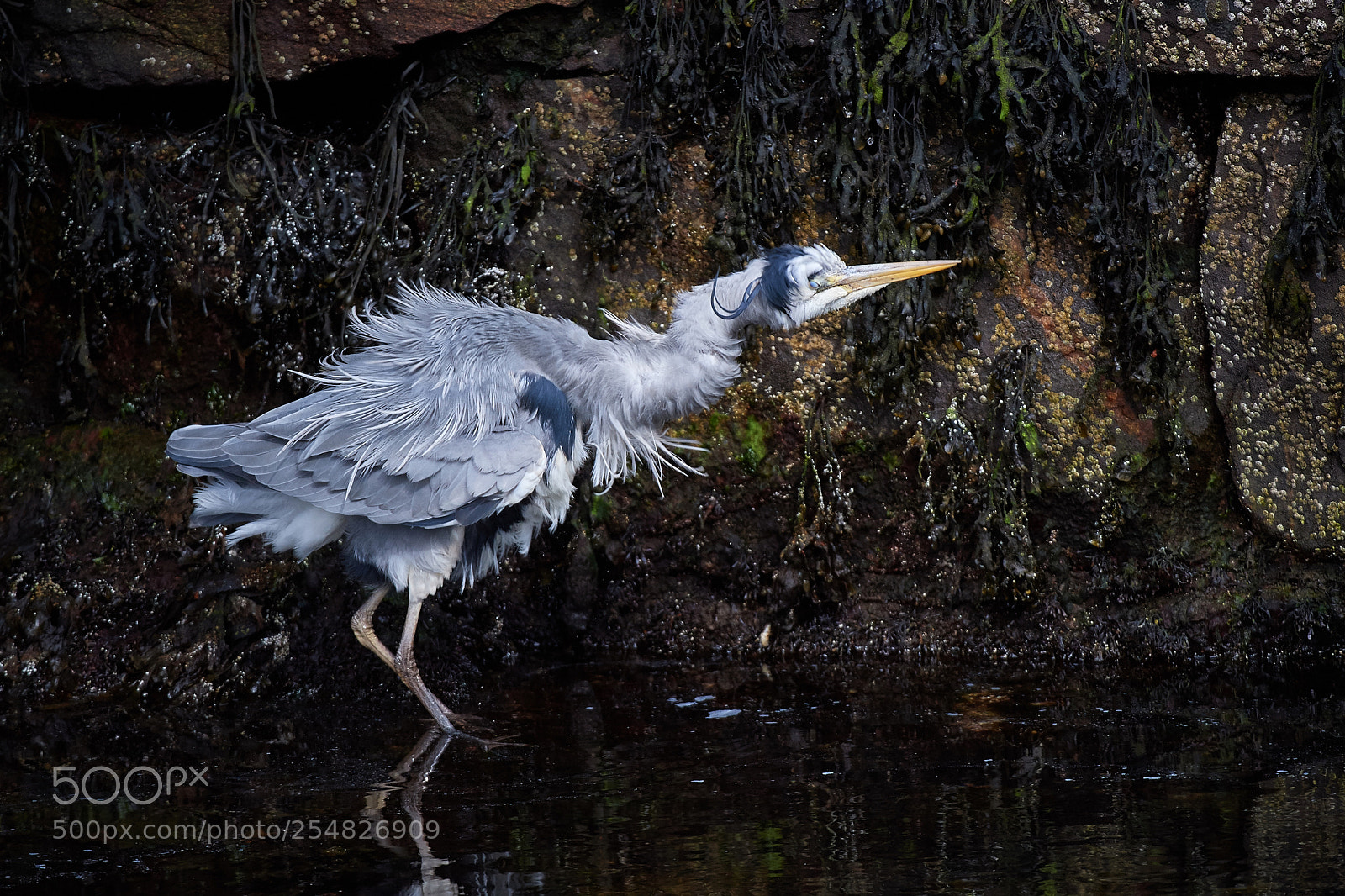 Nikon D5 sample photo. Bad feather day photography