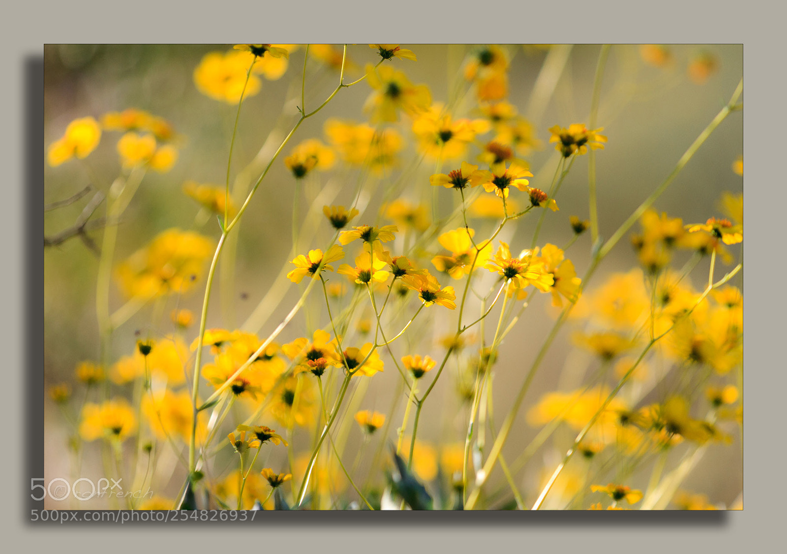 Canon EOS 7D sample photo. Spring flowers photography