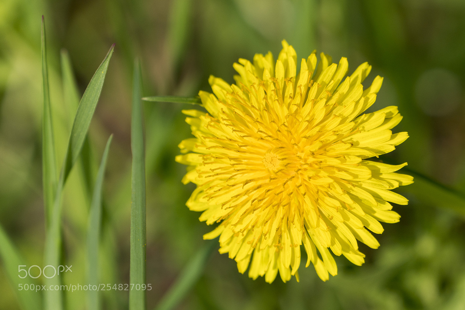 Sony a7R III sample photo. Dandelion blossom photography