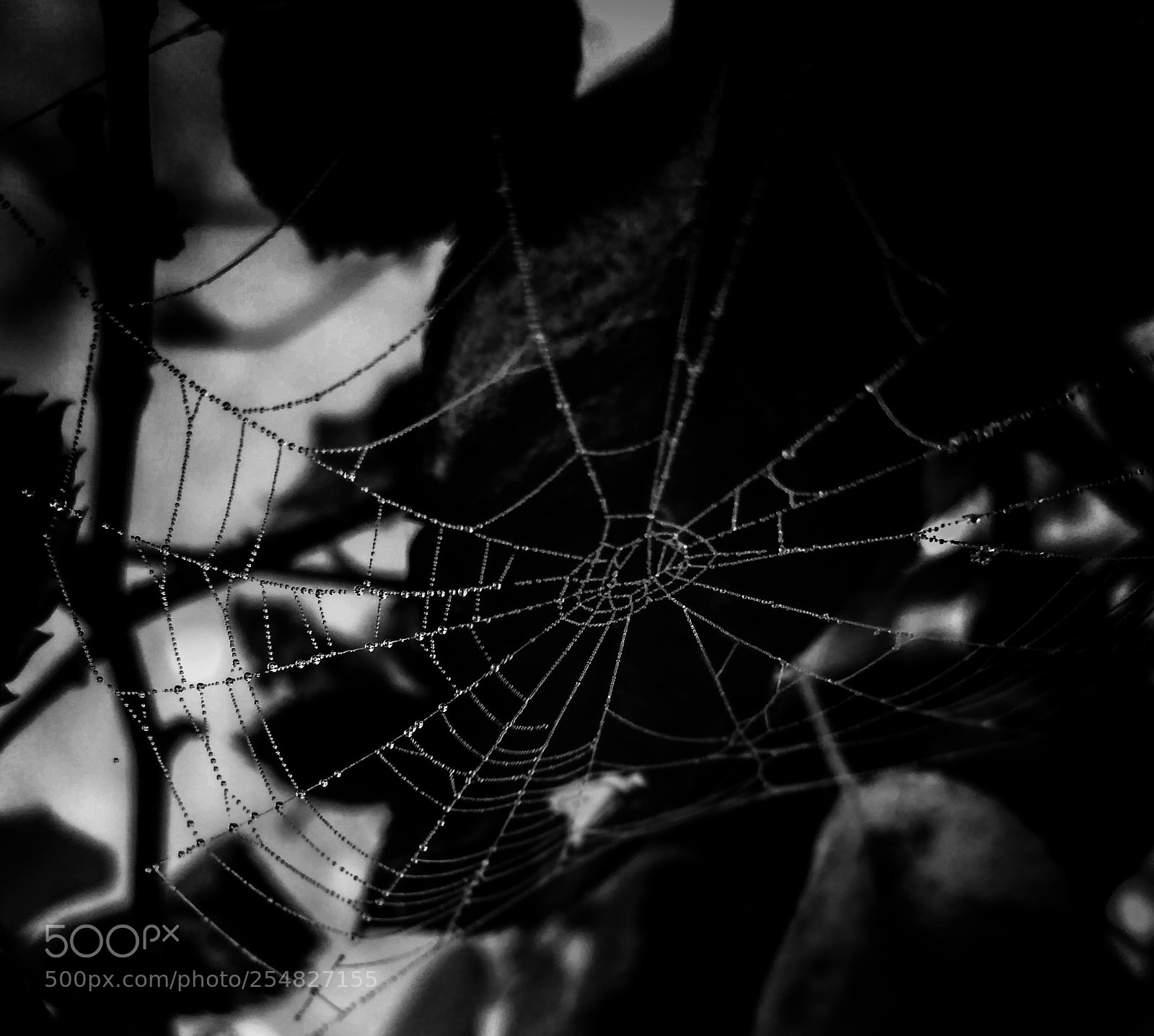 Xiaomi Redmi 3S sample photo. Spider's web photography