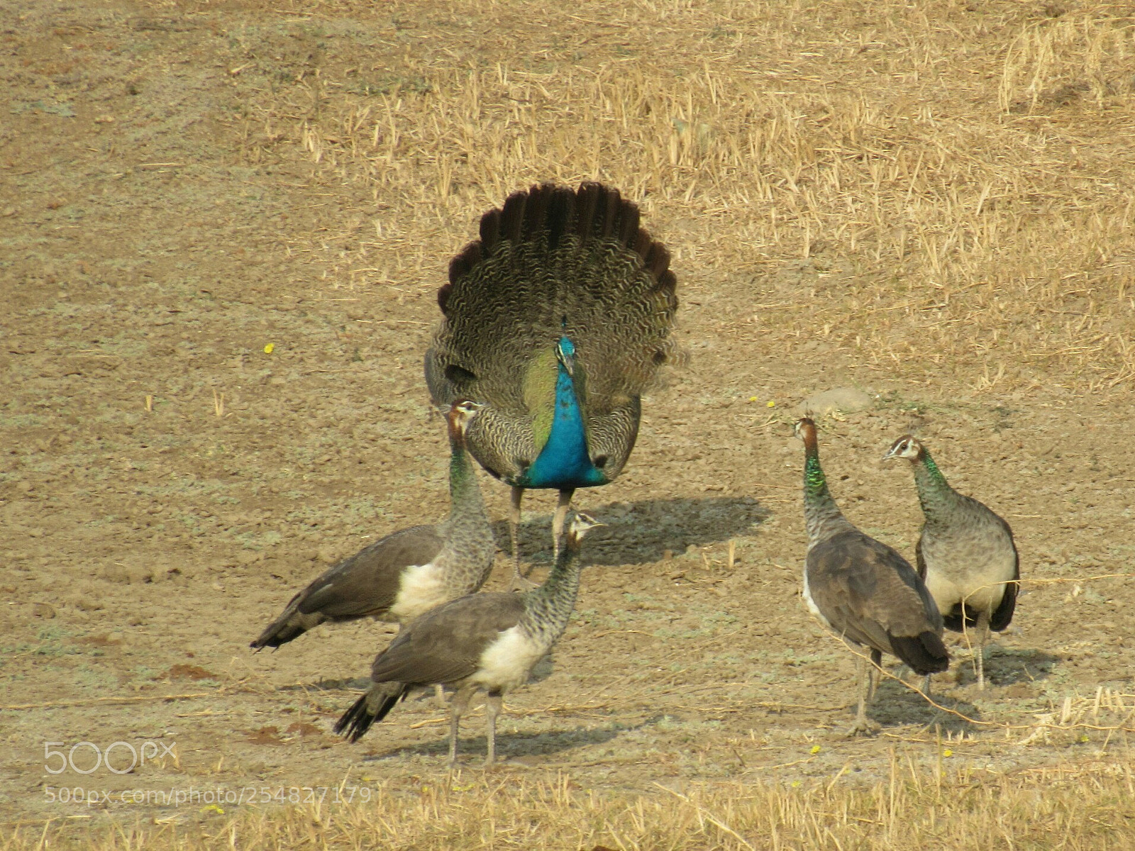 Canon PowerShot SX530 HS sample photo. Romantic moment. peafowl, peahens photography