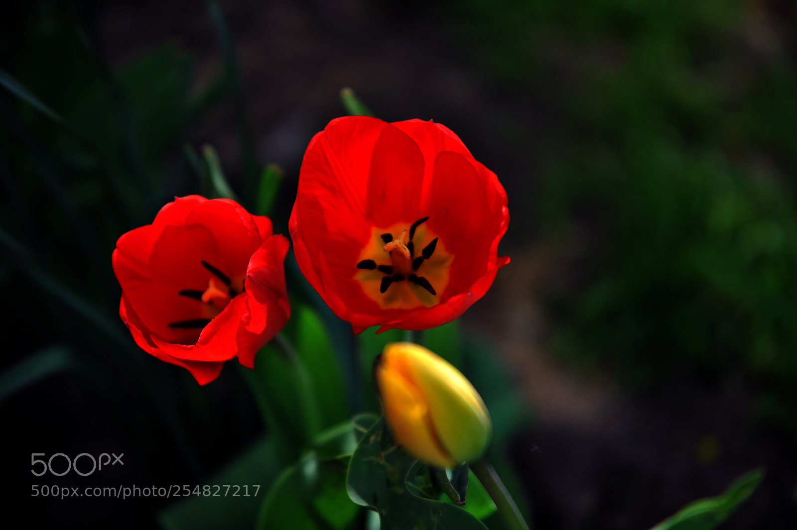 Nikon D700 sample photo. Tulip photography