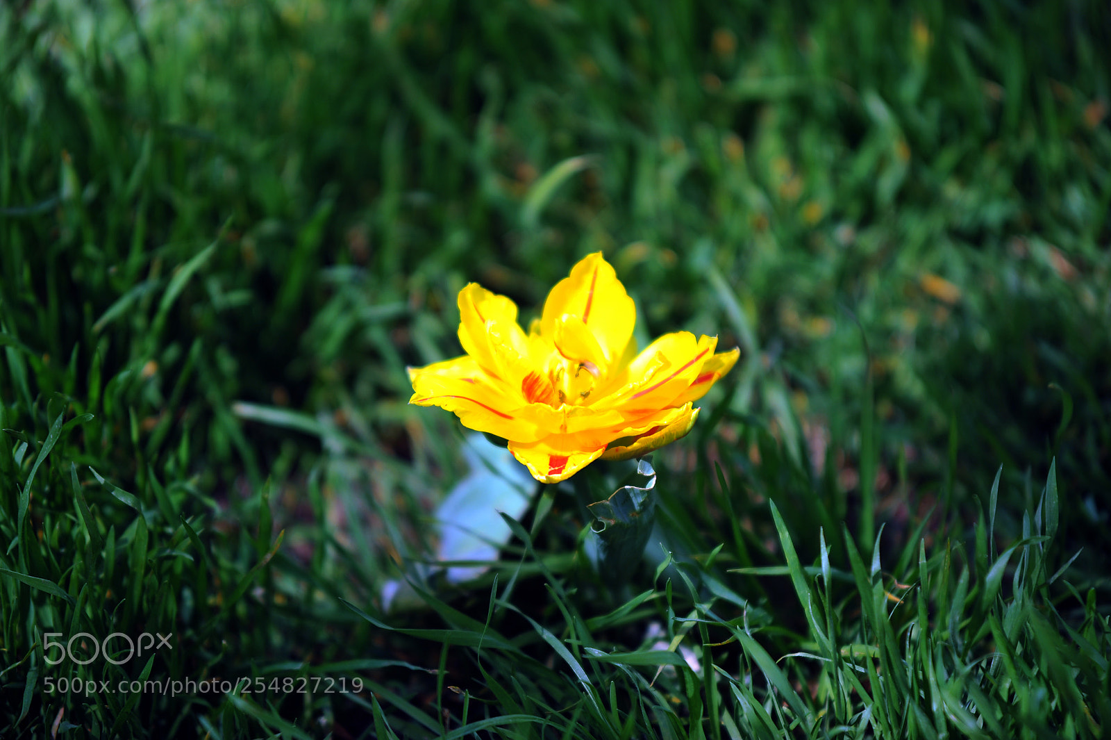 Nikon D700 sample photo. S photography