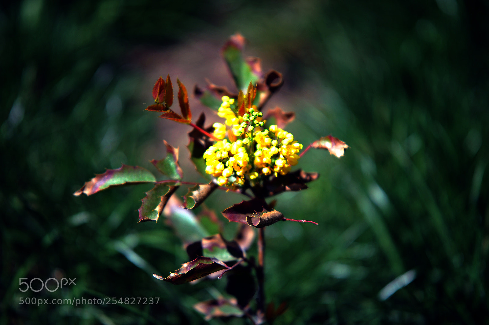 Nikon D700 sample photo. Spring photography
