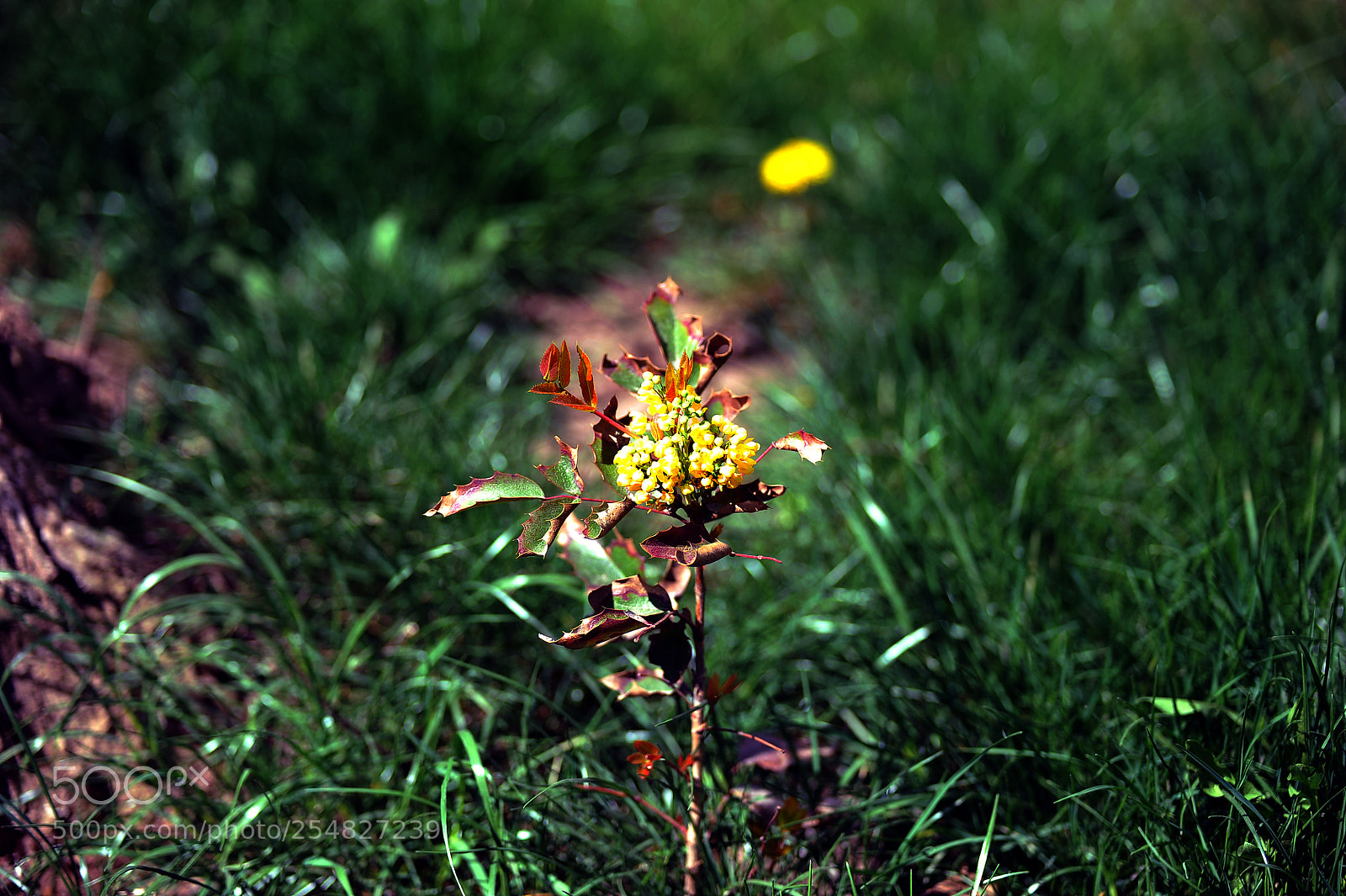 Nikon D700 sample photo. S photography