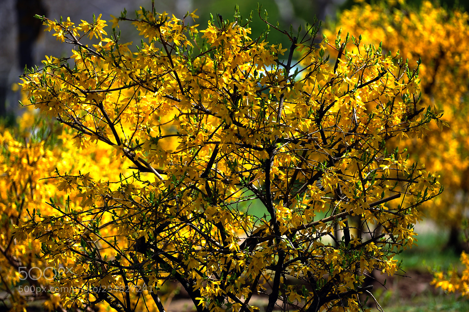 Nikon D700 sample photo. S photography