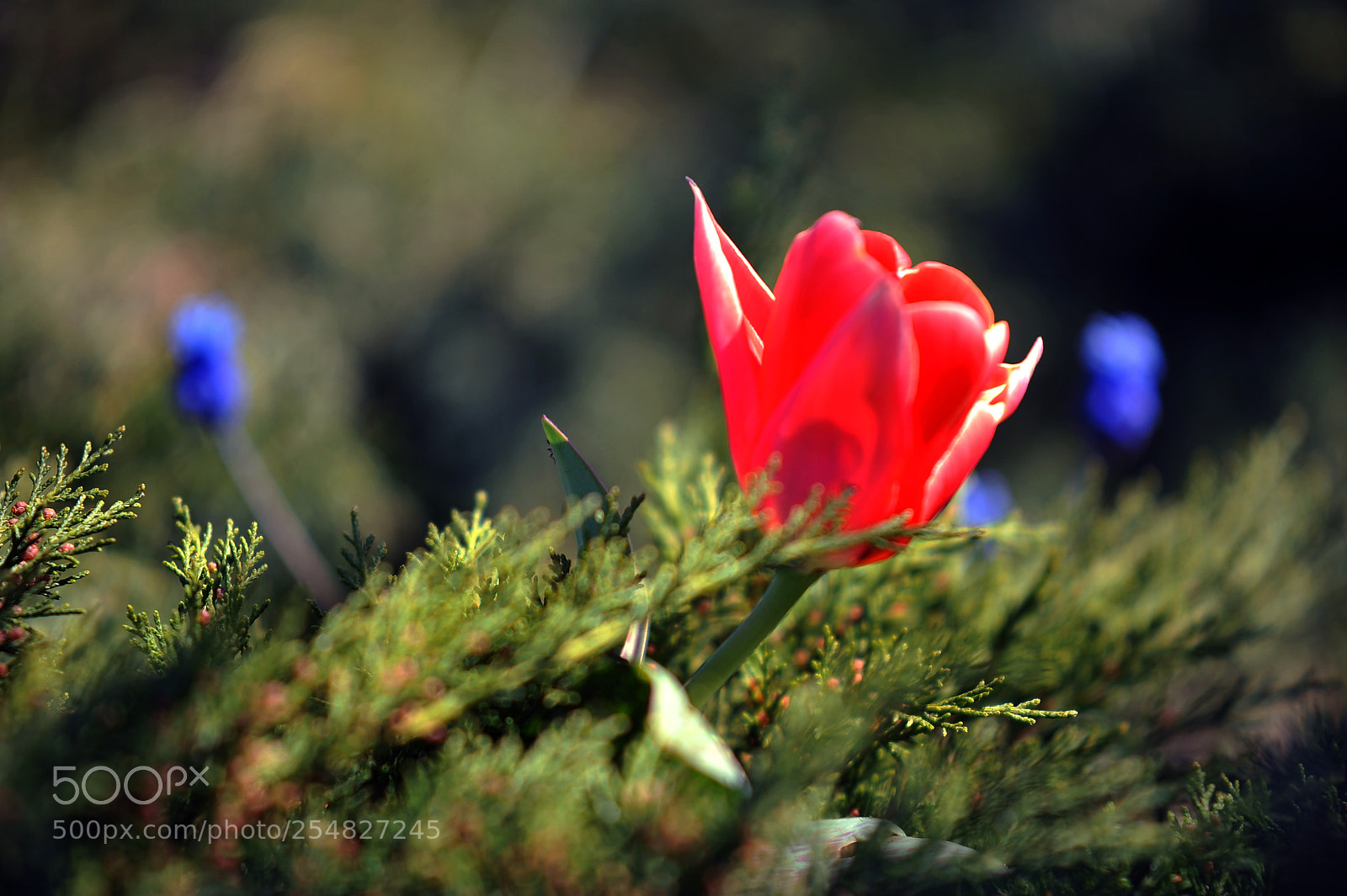Nikon D700 sample photo. S photography