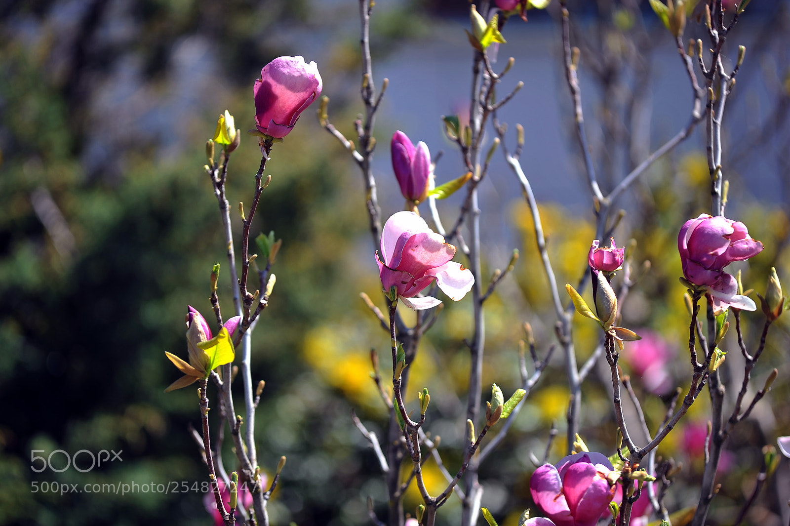 Nikon D700 sample photo. S photography