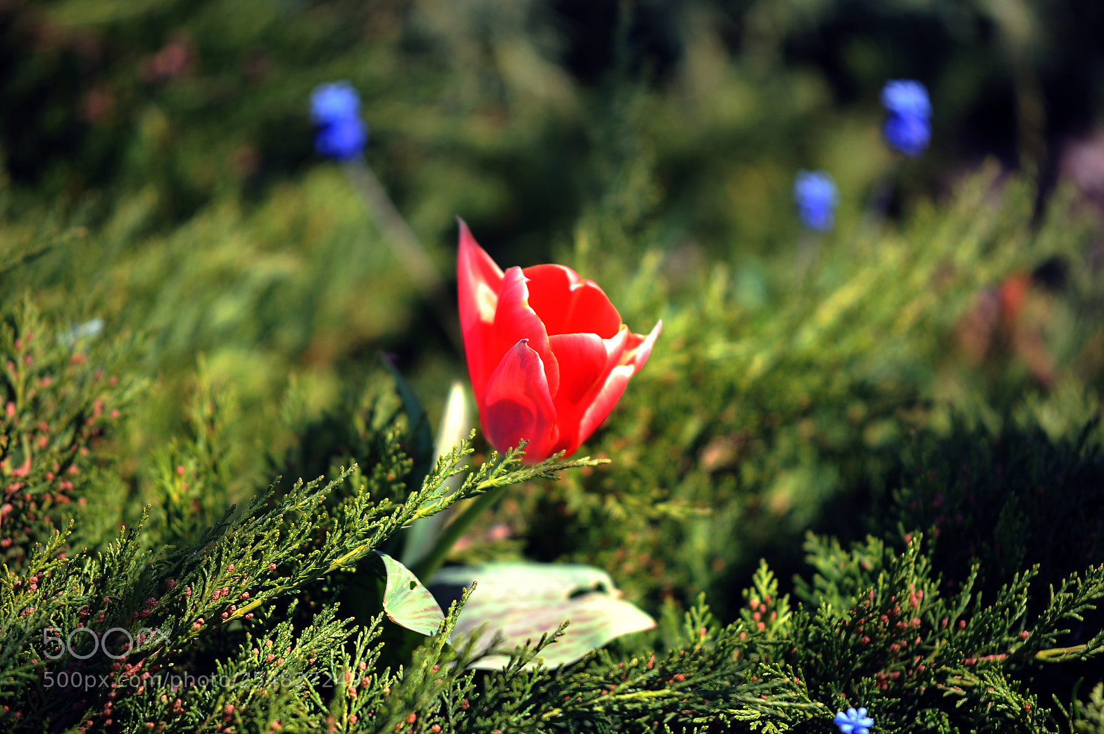 Nikon D700 sample photo. Tulip photography