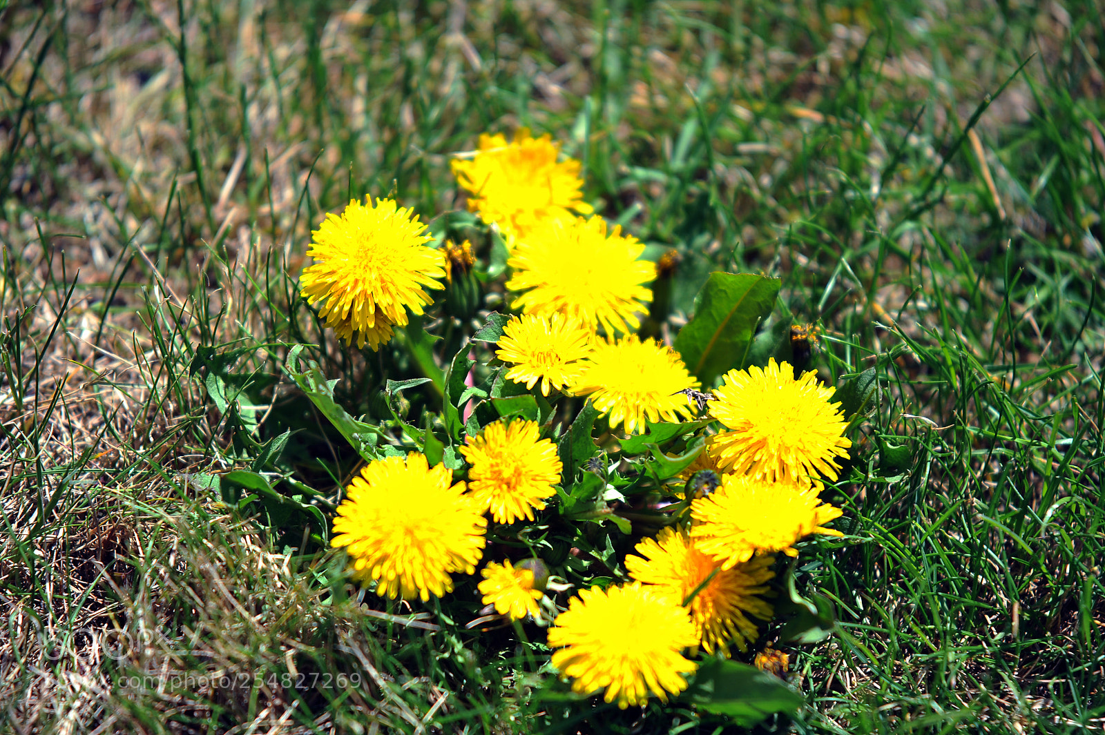 Nikon D700 sample photo. S photography