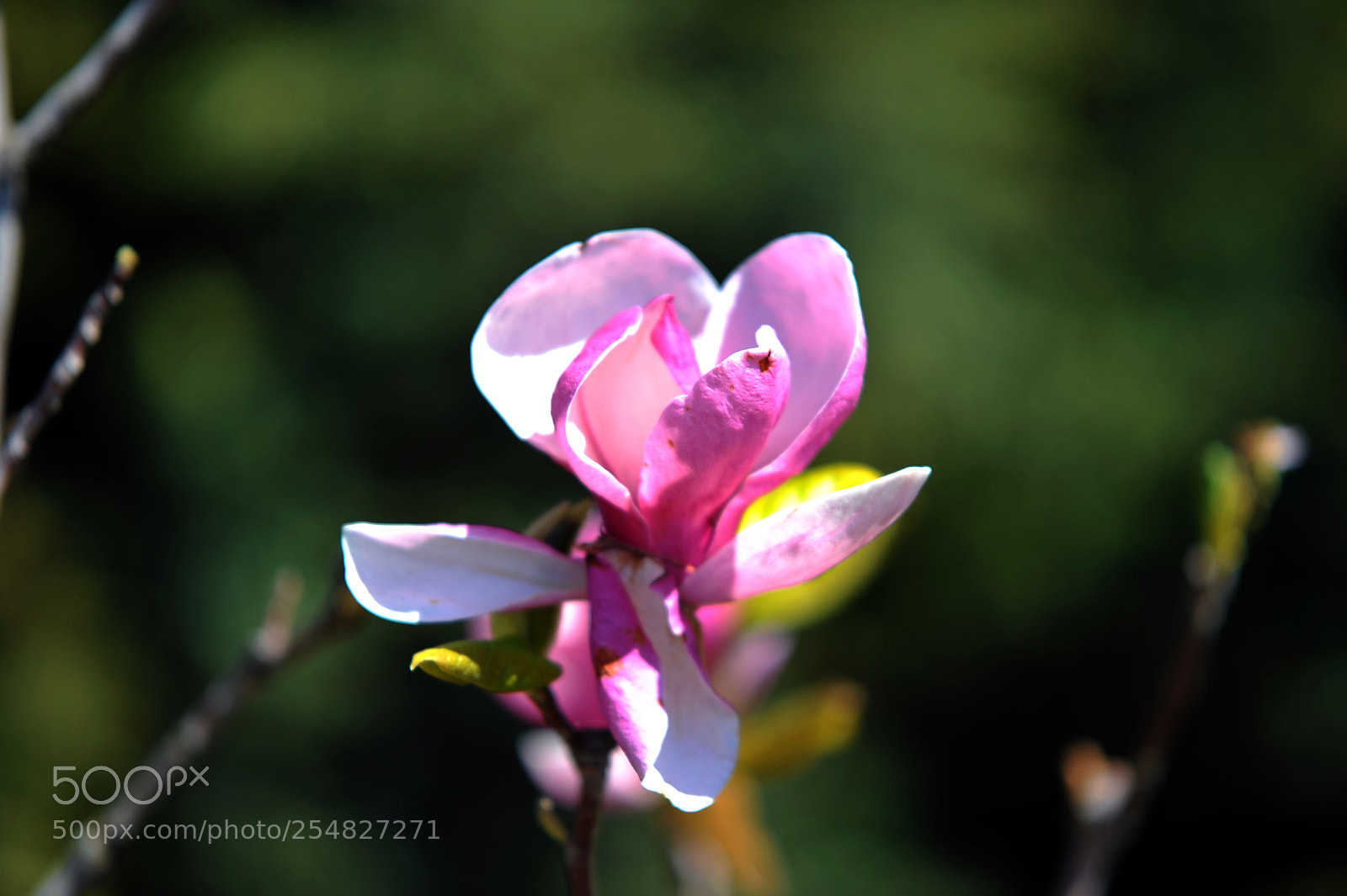 Nikon D700 sample photo. Magnolia photography