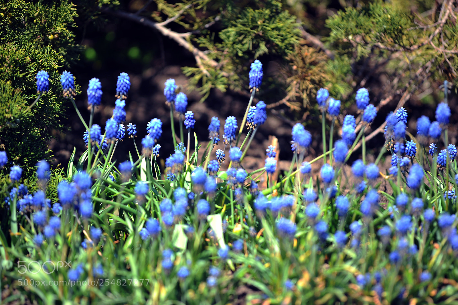 Nikon D700 sample photo. Spring photography