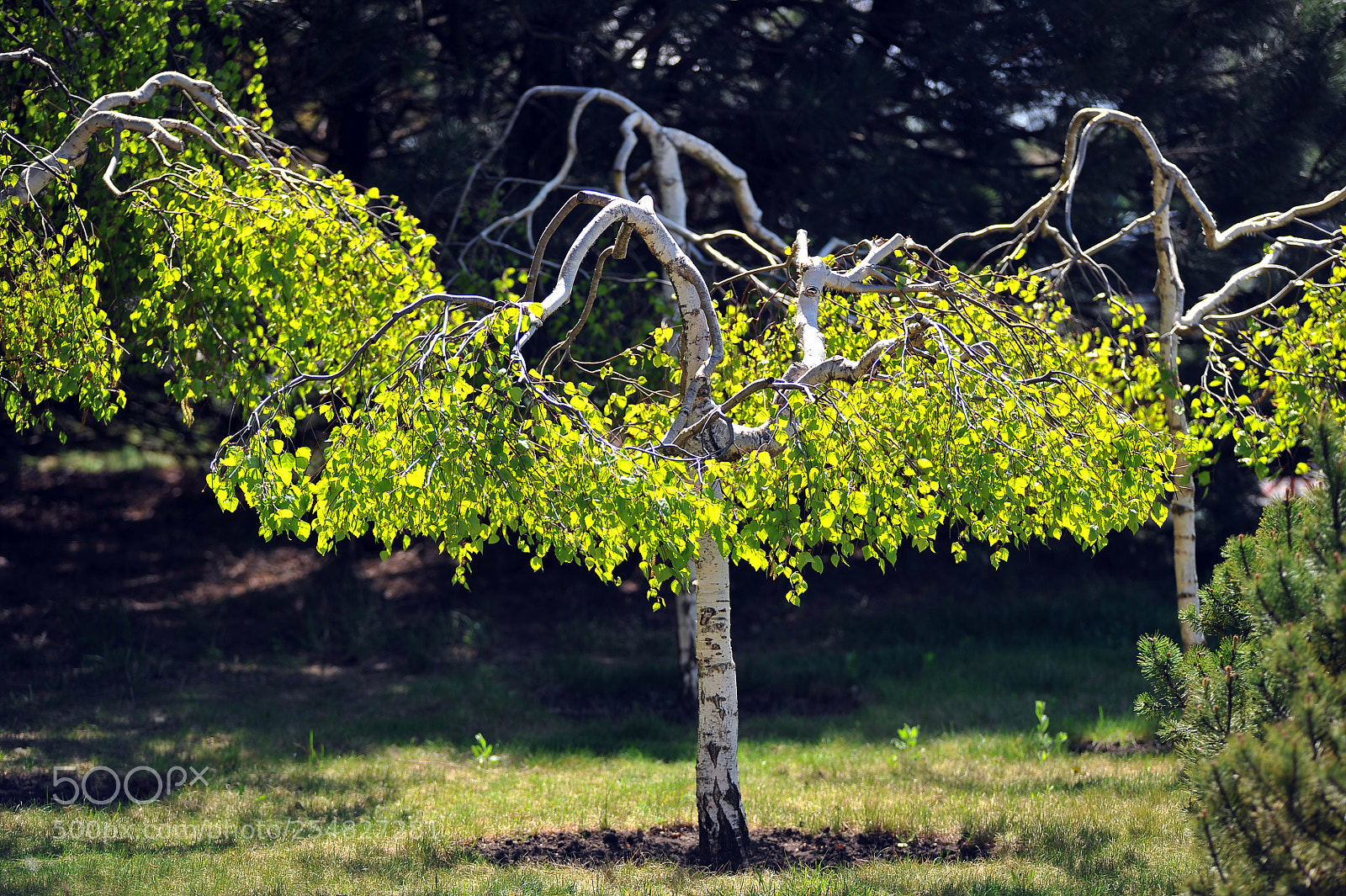 Nikon D700 sample photo. S photography