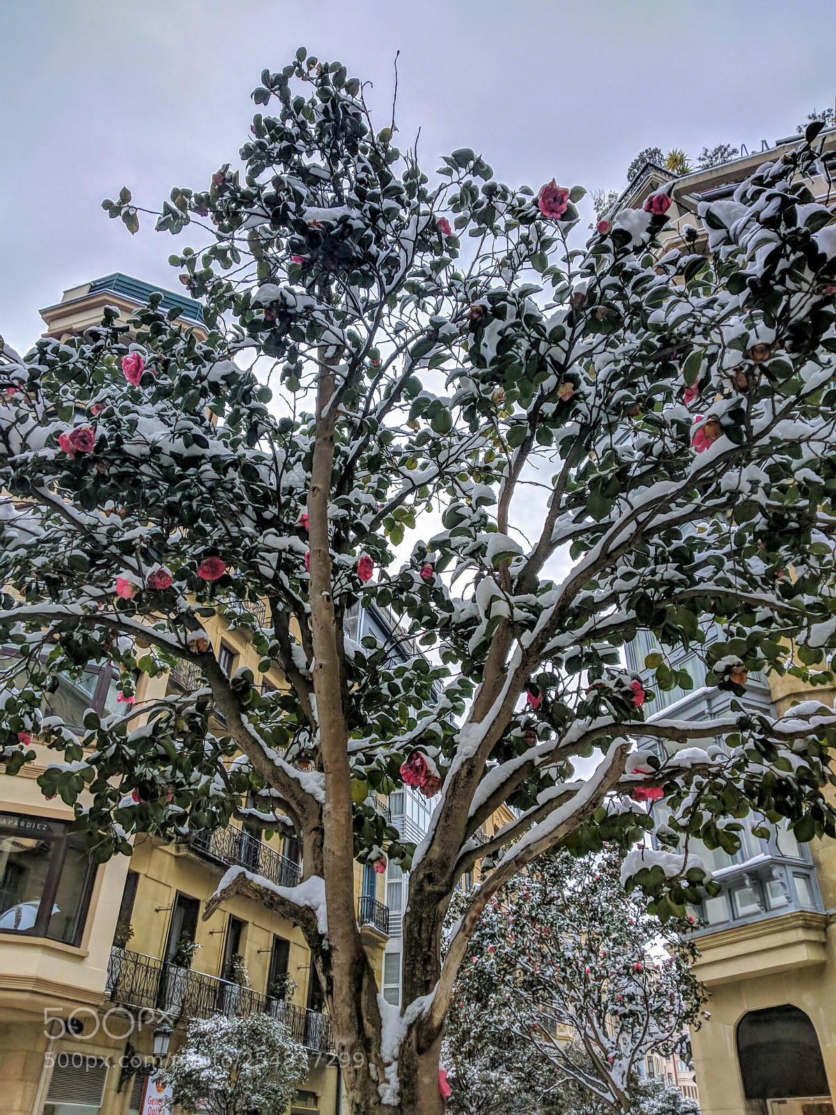 Xiaomi Mi A1 sample photo. Winter & spring photography