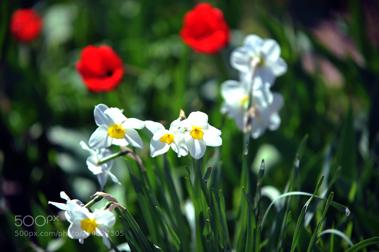 Nikon D700 sample photo. S photography
