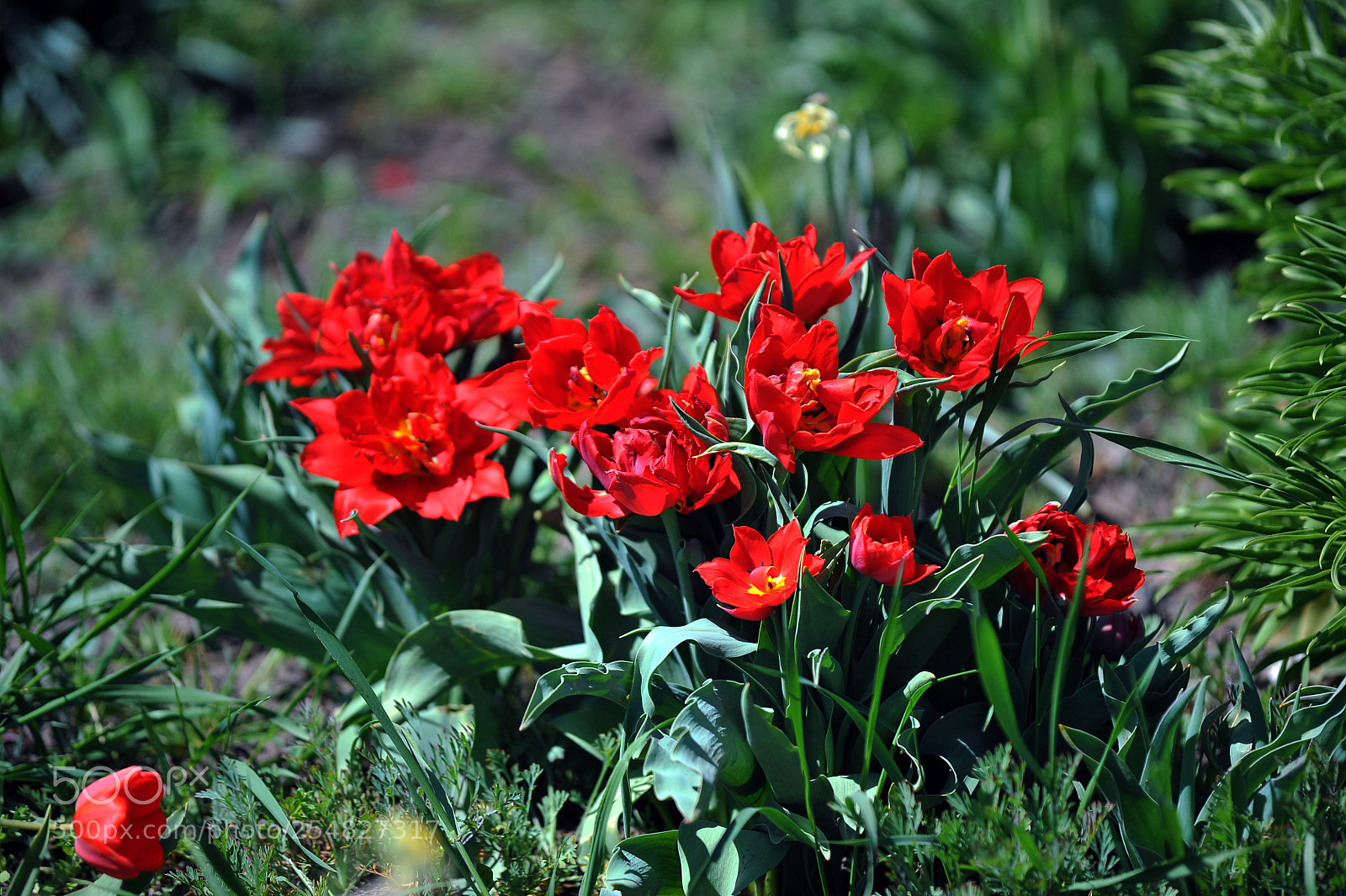 Nikon D700 sample photo. Tulips photography
