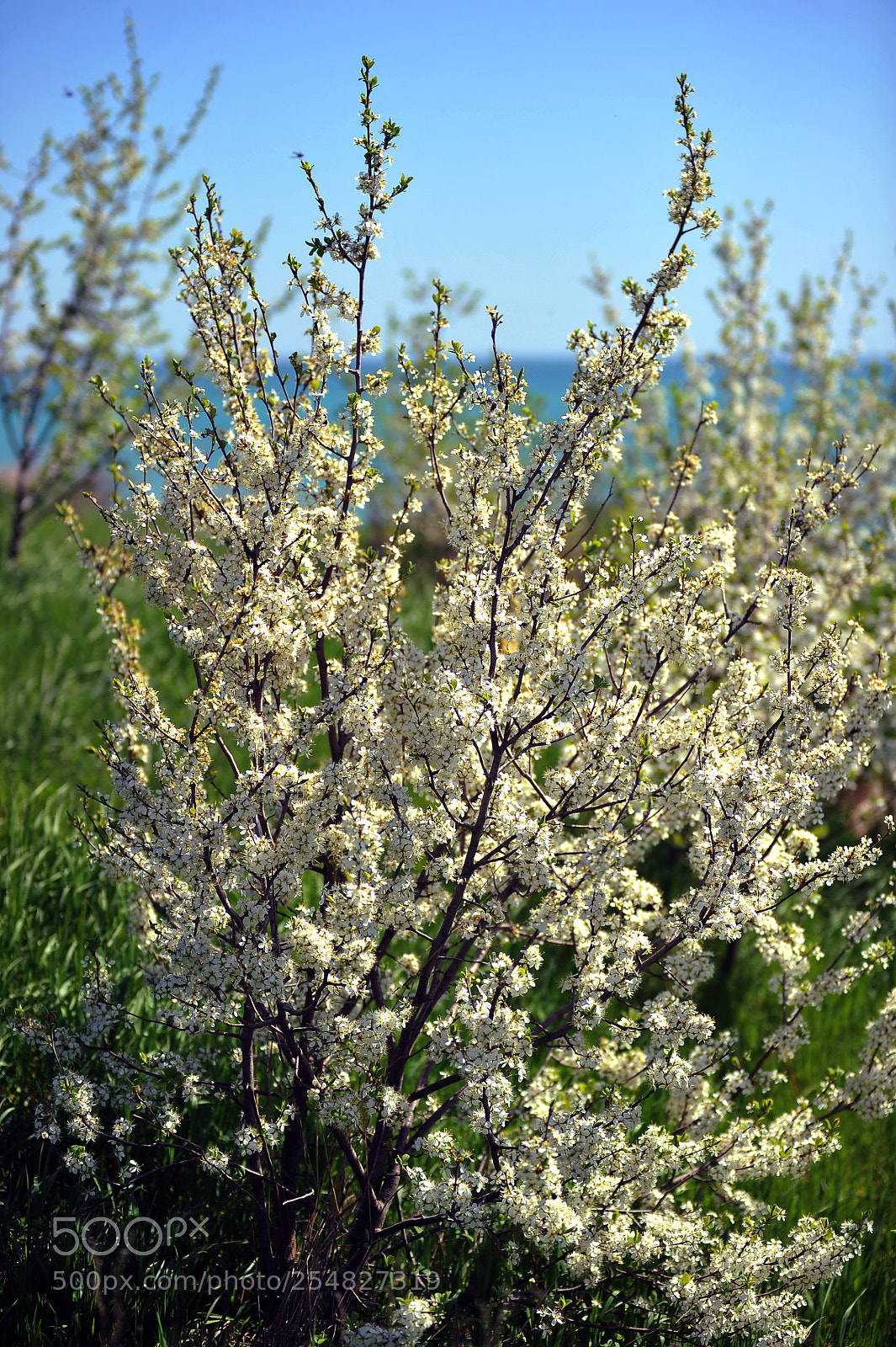 Nikon D700 sample photo. Blooming tree photography