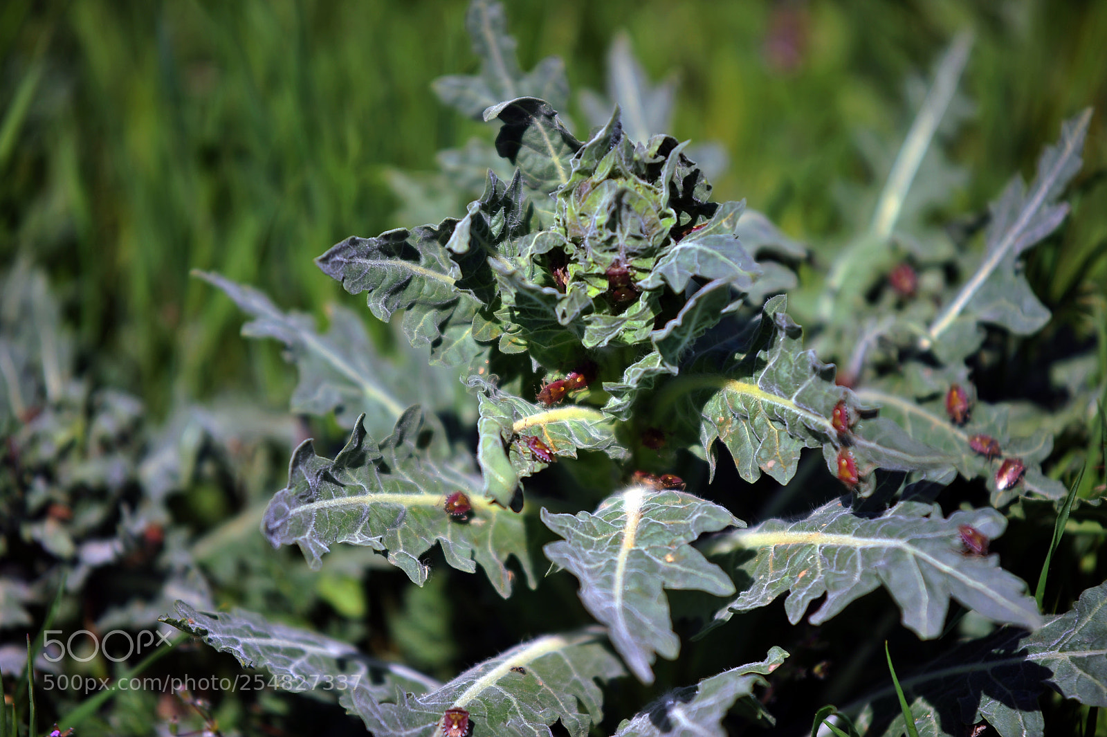 Nikon D700 sample photo. Bug photography