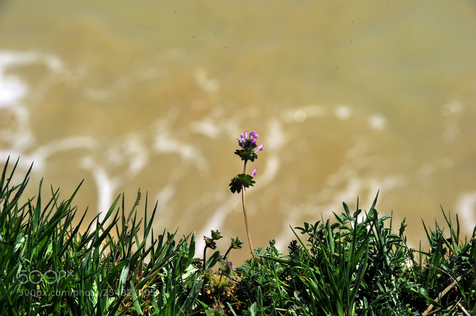Nikon D700 sample photo. One flower photography