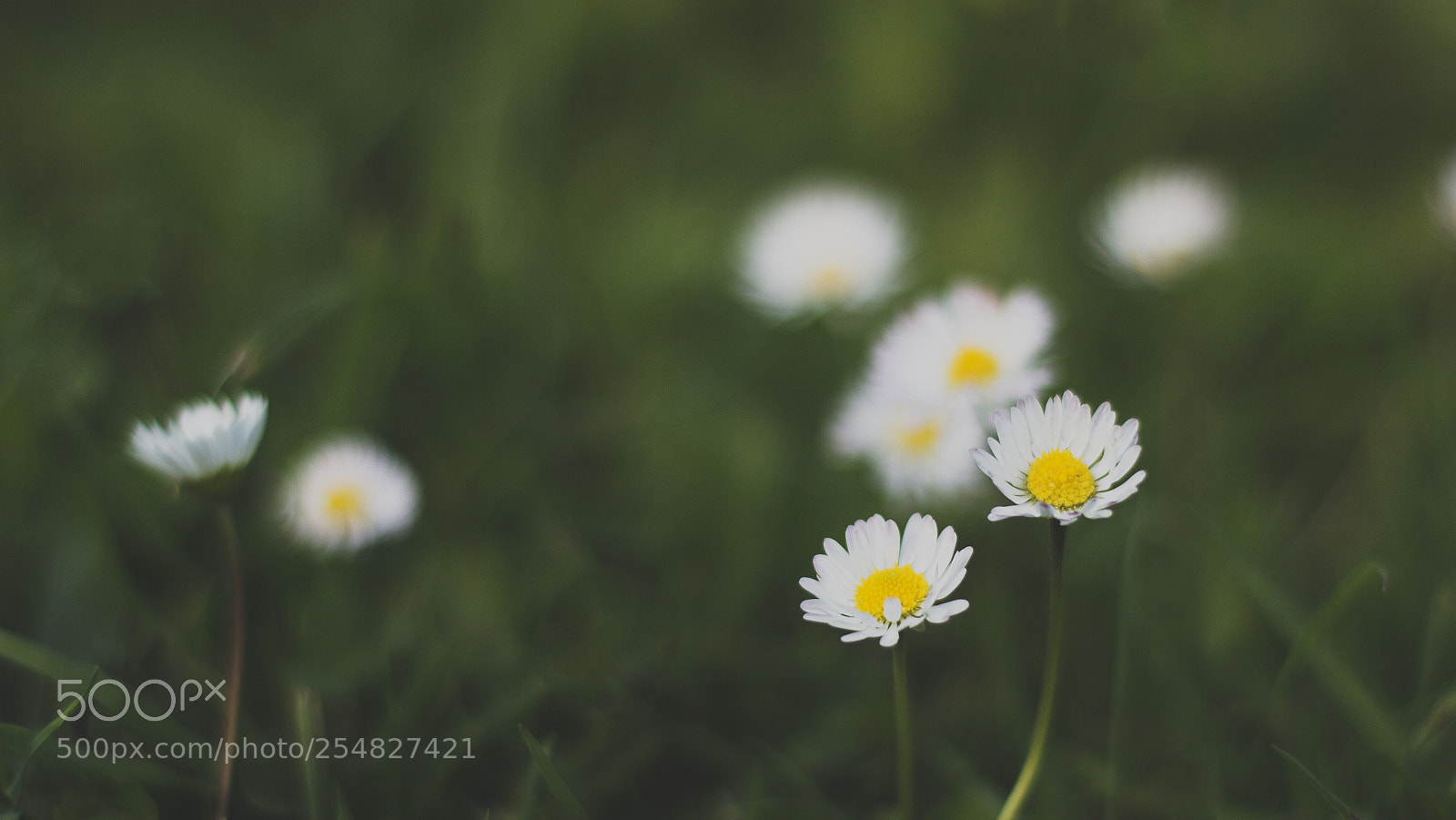 Canon EOS 60D sample photo. Tiny bloom photography