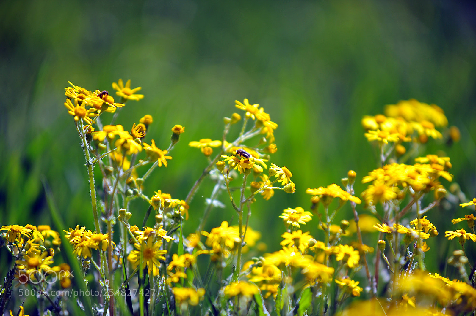 Nikon D700 sample photo. S photography